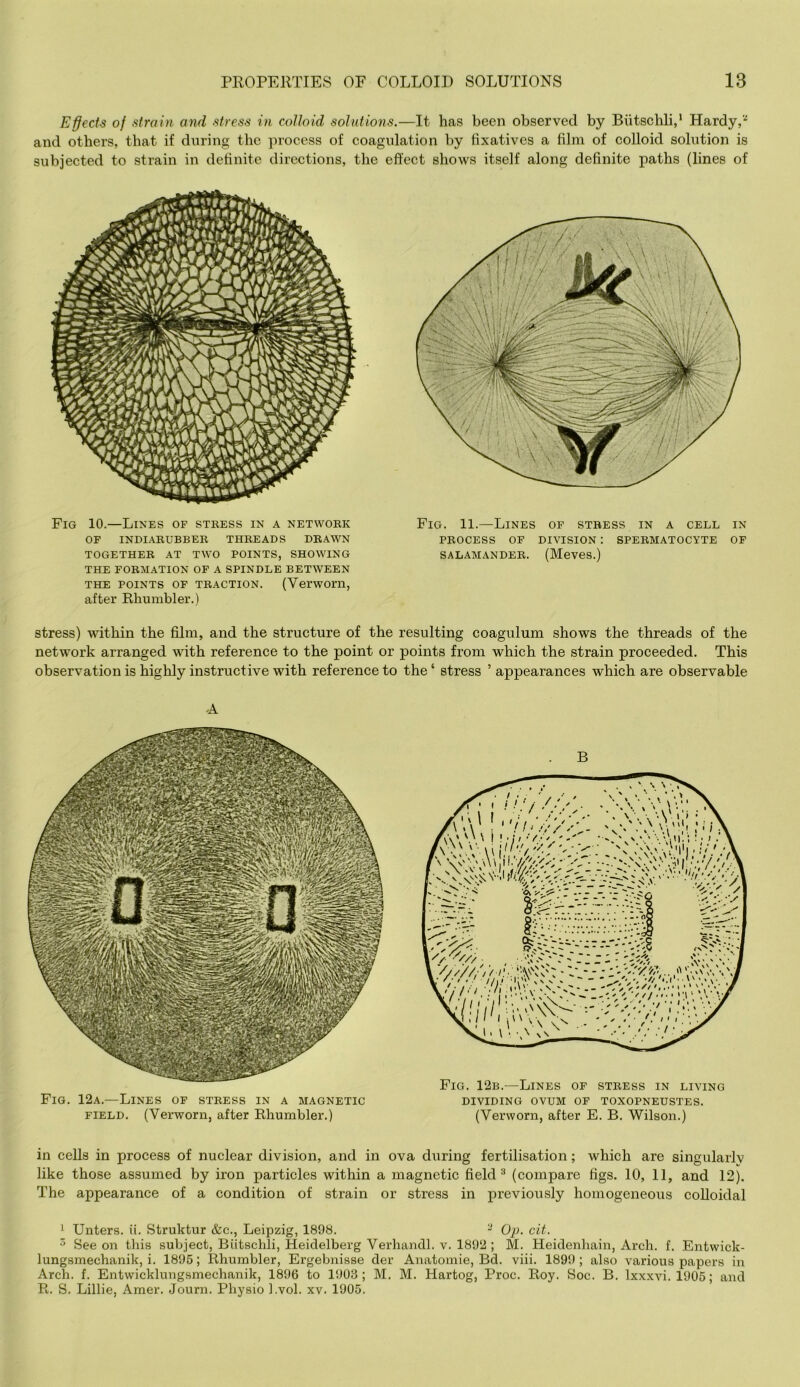 Ejects of stroin and stress in colloid solutions.—It has been observed by Biitschli,* Hardy,'■' and others, that if during the jnocess of coagulation by fixatives a film of colloid solution is subjected to strain in definite directions, the effect shows itself along definite paths (lines of Fig 10.—Lines of stkess in a netwokk OF INDIABUBBER THREADS DRAWN TOGETHER AT TWO POINTS, SHOWING THE FORMATION OF A SPINDLE BETWEEN THE POINTS OF TRACTION. (Vei'WOm, after Rhumbler.) Fig. 11.—Lines of stress in a cell in PROCESS OF division : SPERMATOCYTE OP SALAMANDER. (Meves.) stress) within the film, and the structure of the resulting coagulum shows the threads of the network arranged with reference to the point or points from which the strain proceeded. This observation is highly instructive with reference to the ‘ stress ’ appearances which are observable -A Fig. 12a.—Lines of stress in a magnetic FIELD. (Verworn, after Rhumbler.) B Fig. 12b.—Lines of stress in living DIVIDING OVUM OP TOXOPNEUSTES. (Verworn, after E. B. Wilson.) in cells in process of nuclear division, and in ova during fertilisation; which are singularlv like those assumed by iron particles within a magnetic field ^ (compare figs, 10, 11, and 12). The appearance of a condition of strain or stress in previously homogeneous coUoidal 1 Unters. ii. Struktur &c., Leipzig, 1898. - Op. cit. ^ See on this subject, BLitschli, Heidelberg Verhandl. v. 1892; M. Heidenhain, Arch, f, Entwick- lungsmechanik, i. 1895; Rhumbler, Ergebnisse der Anatomie, Bd. viii. 1899; also various papers in Arch. f. Entwicklungsmechanik, 1896 to 1903; M. M. Hartog, Proc. Roy. Soc. B. Ixxxvi. 1906; and R. S. Lillie, Amer. Journ. Physio l.vol. xv. 1905.