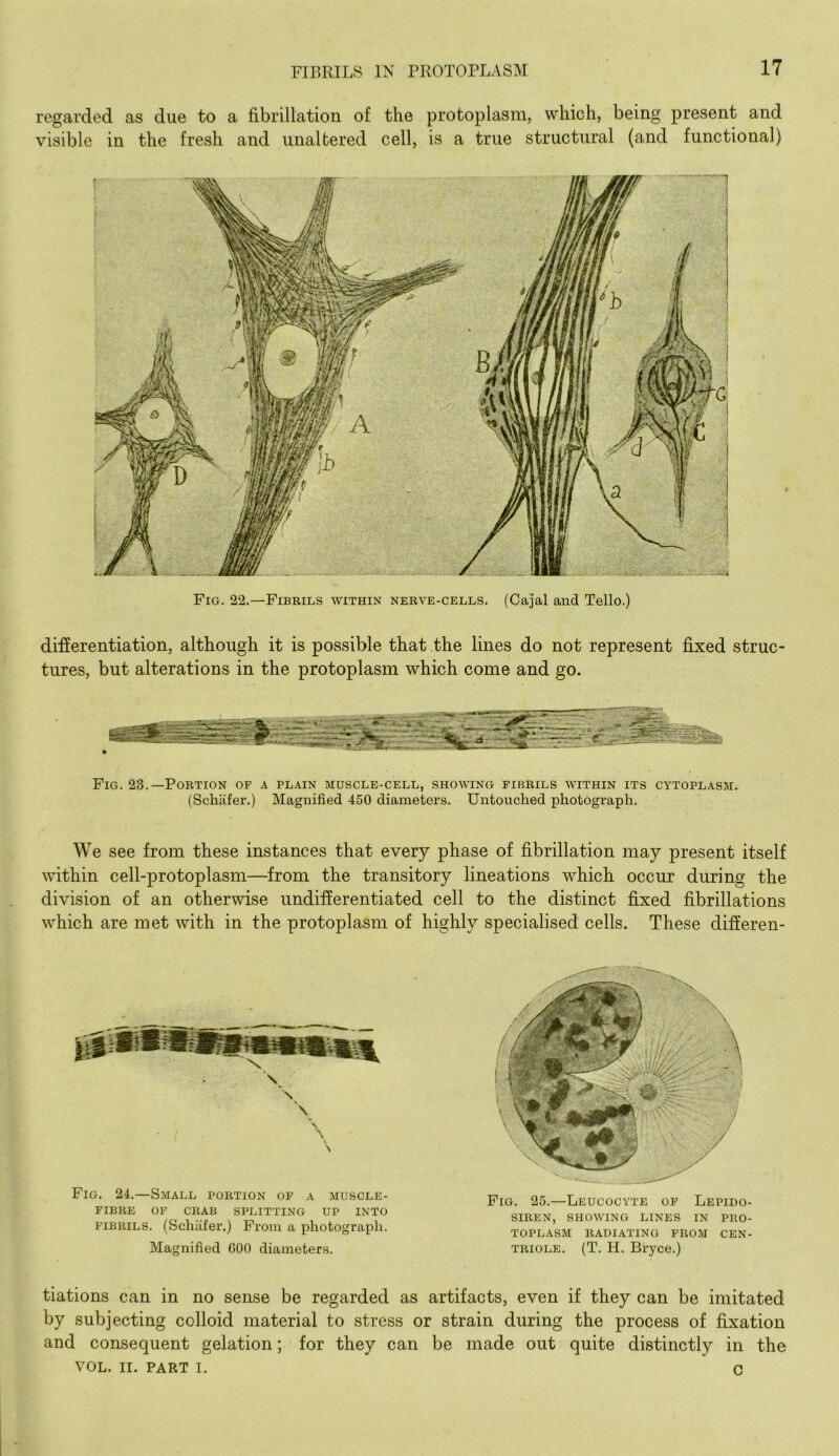 regarded as due to a fibrillation of the protoplasm, which, being present and visible in the fresh and unaltered cell, is a true structural (and functional) Fig. 22.—Fibbils within nerve-cells. (Cajal and Tello.) difierentiation, although it is possible that the lines do not represent fixed struc- tures, but alterations in the protoplasm which come and go. Fig. 23.—Portion of a plain muscle-cell, showing fibrils within its cytoplasm. (Schiifer.) Magnified 450 diameters. Untouched photograph. We see from these instances that every phase of fibrillation may present itself within cell-protoplasm—from the transitory lineations which occur during the division of an otherwise undifferentiated cell to the distinct fixed fibrillations which are met with in the protoplasm of highly specialised cells. These differen- Fig. 24.—S.MALL PORTION OF A MUSCLE- FIBRE OF CRAB SPLITTING UP INTO FIBRILS. (Schiifei’.) From a photograph. Magnified GOO diameters. Fig. 25.—Leucocyte of Lepido- SIREN, showing LINES IN PRO- TOPLASM RADIATING FROM CEN- TRiOLE. (T. H. Bryce.) tiations can in no sense be regarded as artifacts, even if they can be imitated by subjecting colloid material to stress or strain during the process of fixation and consequent gelation; for they can be made out quite distinctly in the VOL. II. PART I. c