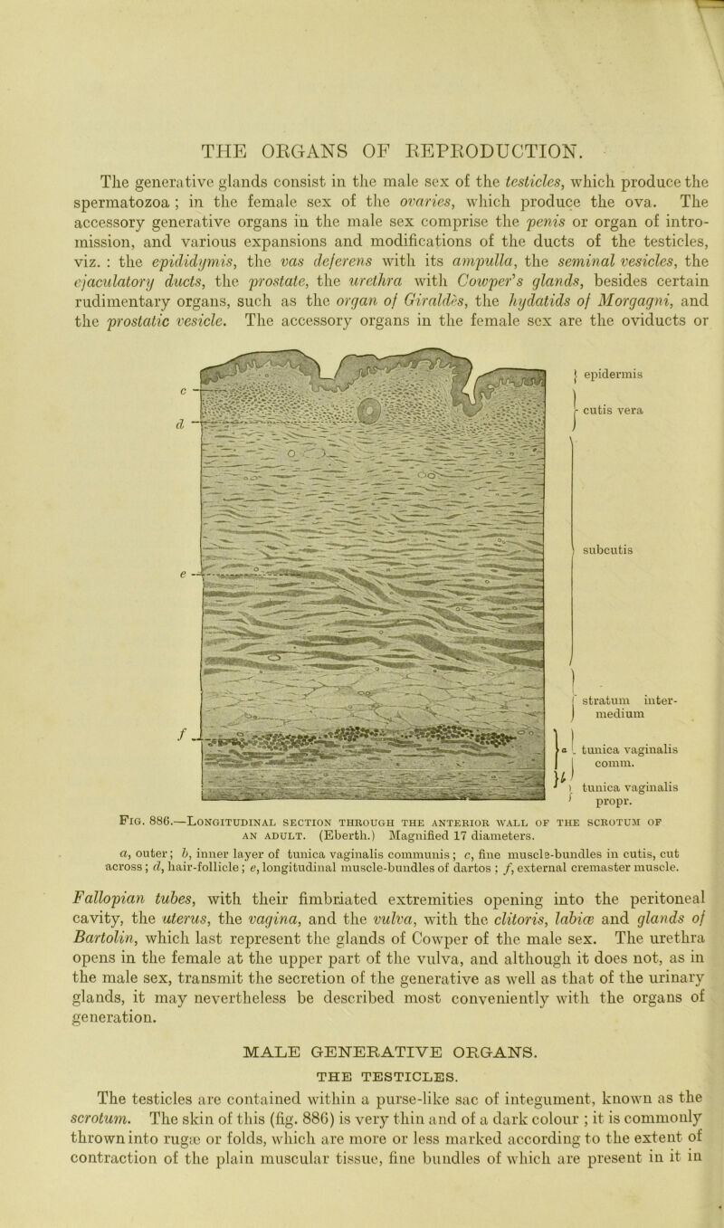 THE OEGANS OF EEPKODUCTION. The generative glands consist in the male sex of the testicles, which produce the spermatozoa ; in the female sex of the ovaries, which produce the ova. The accessory generative organs in the male sex comprise the j)enis or organ of intro- mission, and various expansions and modifications of the ducts of the testicles, viz. : the epididymis, the vas deferens with its ampulla, the seminal vesicles, the ejaculatory ducts, the prostate, the urethra with Coivper’s glands, besides certain rudimentary organs, such as the organ of Giraldes, the hydatids of Morgagni, and the prostatic vesicle. The accessory organs in the female sex are the oviducts or I epider mis cutis vera subcutis (' stratum iuter- medium tunica vaginalis comm. tunica vaginalis propr. Pig. 886.—Longitudinal section through the anterior wall of the scrotum op AN ADULT. (Eberth.) Magnified 17 diameters. a, outer; inner layer of tunica vaginalis communis ; c, fine muscle-bundles in cutis, cut across ; d, hair-follicle; e, longitudinal muscle-bundles of dartos : /, external cremaster muscle. Fallopian tubes, with their fimbriated extremities opening into the peritoneal cavity, the uterus, the vagina, and the vulva, w'ith the clitoris, labice and glands of Bartolin, which last represent the glands of Cowper of the male sex. The urethra opens in the female at the upper part of the vulva, and although it does not, as in the male sex, transmit the secretion of the generative as well as that of the urinary glands, it may nevertheless be described most conveniently with the organs of generation. MALE GENERATIVE ORGANS. THE TESTICLES. The testicles are contained within a purse-like sac of integument, known as the scrotum. The skin of this (fig. 886) is very thin and of a dark colour ; it is commonly thrown into rugin or folds, which are more or less marked according to the extent of contraction of the plain muscular tissue, fine bundles of which are present in it in