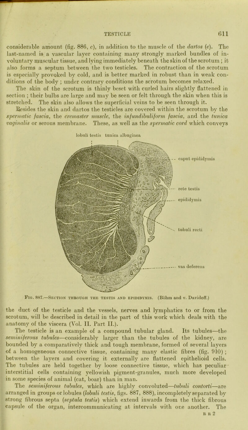 considerable amount (fig. 886, c), in addition to the muscle of the darlos (e). The last-named is a vascular layer containing many strongly marked bundles of in- voluntary muscular tissue, and lying immediately beneath the skin of the scrotum; it also forms a septum between the two testicles. The contraction of the scrotum is especially provoked by cold, and is better marked in robust than in weak con- ditions of the body ; under contrary conditions the scrotum becomes relaxed. The skin of the scrotum is thinly beset with curled hairs slightly flattened in section ; their bulbs are large and may be seen or felt through the skin when this is stretched. The skin also allows the superficial veins to be seen through it. Besides the skin and dartos the testicles are covered within the scrotum by the spermatic fascia^ the cremaster muscle, the infundibuliform fascia, and the tunica vaginalis or serous membrane. These, as well as the spermatic cord which conveys Fig. 887.—Section through the testis and epididymis. (Bohm and v. Davidoff.) the duct of the testicle and the vessels, nerves and lymphatics to or from the scrotum, will be described in detail in the part of this work which deals with the anatomy of the viscera (Vol. II. Part II.). The testicle is an example of a compound tubular gland. Its tubules—the seminiferous tubules—considerably larger than the tubules of the kidney, are bounded by a comparatively thick and tough membrane, formed of several layers of a homogeneous connective tissue, containing many elastic fibres (fig. 910) ; between the layers and covering it externally are flattened epithelioid cells. The tubules are held together by loose connective tissue, which has peculiar interstitial cells containing yellowish pigment-granules, much more developed in some species of animal (cat, boar) than in man. The seminiferous tubules, which are highly convoluted—tubuli contorti—are arranged in groups or lobules {lobuli testis, figs. 887, 888), incompletely separated by strong fibrous septa [septula testis) which extend inwards from the thick fibrous capsule of the organ, intercommunicating at intervals with one another. The lobuli testis tunica albuginea caput epididymis rete testis epididymis tubuli recti vas deferens