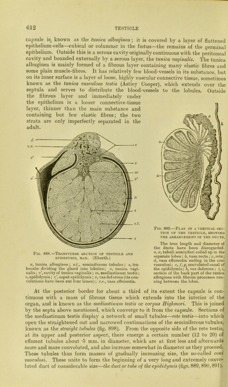 capsule is^ known as the tunica albuginea; it is covered by a layer of flattened epithelium-cells—cubical or columnar in the foetus—the remains of the germinal epithelium. Outside this is a serous cavity originally continuous with the peritoneal cavity and bounded externally by a serous layer, the tunica vaginalis. The tunica albuginea is mainly formed of a fibrous layer containing many elastic fibres and some plain muscle-fibres. It has relatively few blood-vessels in its substance, but on its inner surface is a layer of loose, highly vascular connective tissue, sometimes known as the tunica vasculosa testis (Astley Cooper), which extends over the septula and serves to distribute the blood-vessels to the lobules. Outside the fibrous layer and immediately under the epithelium is a looser connective-tissue layer, thinner than the main substance and containing but few elastic fibres; the two strata are only imperfectly separated in the adult. d v.e. Fig. 889.—Plan of a vebtical sec- tion OF THE TESTICLE, SHO\\TNG THE AKRANGEMENT OF THE DUCTS. The true length and diameter of the ducts have been disregarded, a, a, tubuli seminiferi coiled up in the separate lobes ; 6, vasa recta ; c, rete; d, vasa efferentia ending in the coni vasculosi; e, f, g, convoluted canal of the epididymis; h, A^as deferens ; i, i, section of the back part of the tunica albuginea with fibrous processes run- ning between the lobes. Fig. 888.—Transverse section of testicle and EPIDIDYMIS, MAN. (Eberth.) a, tunica albuginea; s.t., seminiferous tubules; s, tra- beculae dividing the gland into lobules; v, tunica vagi- nalis; cavity of tunica vaginalis ; ?«, mediastinum testis; e, epididymis ; e', caput epididymis ; v, A^as deferens (its con- volutions have been cut four times); v.e., vasa efferentia. At the posterior border for about a third of its extent the capsule is con- tinuous with a mass of fibrous tissue which extends into the interior of the organ, and is known as the mediastinum testis or eorpus HigJimori. This is joined by the septa above mentioned, which converge to it from the capsule. Sections of the mediastinum testis display a network of small tubules—rete testis—into which open the straightened out and narrowed continuations of the seminiferous tubules, known as the straight tubules (fig. 898). From the opposite side of the rete testis, at its upper and posterior aspect, there emerge a certain number (12 to 20) of efferent tubules about -5 mm. in diameter, which are at first less and afterwards more and more convoluted, and also increase somewhat in diameter as they proceed. These tubules thus form masses of gradually increasing size, the so-called coni vasculosi. These unite to form the beginning of a very long and extremely convo- luted duct of considerable size—the duct or tube of the epididymis (figs. 889,890,891).