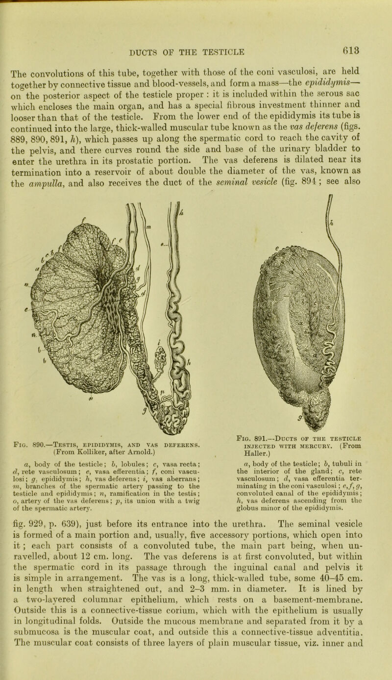 DUCTS OF THE TESTICLE The convolutions of this tube, together with those of the coni vasculosi, are held together by connective tissue and blood-vessels, and form a mass—the epididymis— on the posterior aspect of the testicle proper : it is included within the serous sac which encloses the main organ, and has a special fibrous investment thinner and looser than that of the testicle. From the lower end of the epididymis its tube is continued into the large, thick-walled muscular tube known as the vas deferens (figs. 889, 890, 891, h), which passes up along the spermatic cord to reach the cavity of the pelvis, and there curves round the side and base of the urinary bladder to enter the urethra in its prostatic portion. The vas deferens is dilated near its termination into a reservoir of about double the diameter of the vas, known as the ampulla, and also receives the duct of the seminal vesicle (fig. 891; see also Fig. 890.—Testis, epididymis, and vas deferens. (From Kolliker, after Arnold.) a, body of the testicle; h, lobules; c, vasa recta; d, rete vasculosum; e, vasa efferentia; f, coni vascu- losi; g. epididymis; h, vas deferens; i, vas aberrans; 7/1, branches of the spermatic artery passing to the testicle and epididymis; n, ramification in the testis; o, artery of the vas deferens; p, its union with a twig of the spermatic artery. Fig. 891.—Ducts of the testicle injected with mercury. (From Haller.) a, body of the testicle; 6, tubuli in the interior of the gland; c, rete vasculosum; d, vasa efferentia ter- minating in the coni vasculosi; e,f, g, convoluted canal of the epididymis; h, vas deferens ascending from the globus minor of the epididymis. fig. 929, p. 639), just before its entrance into the urethra. The seminal vesicle is formed of a main portion and, usually, five accessory portions, which open into it; each part consists of a convoluted tube, the main part being, when un- ravelled, about 12 cm. long. The vas deferens is at first convoluted, but within the spermatic cord in its passage through the inguinal canal and pelvis it is simple in arrangement. The vas is a long, thick-walled tube, some 40-45 cm. in length when straightened out, and 2-3 mm. in diameter. It is lined by a two-layered columnar epithelium, which rests on a basement-membrane. Outside this is a connective-tissue corium, which with the epithelium is usually in longitudinal folds. Outside the mucous membrane and separated from it by a submucosa is the muscular coat, and outside this a connective-tissue adventitia. The muscular coat consists of three layers of plain muscular tissue, viz. inner and