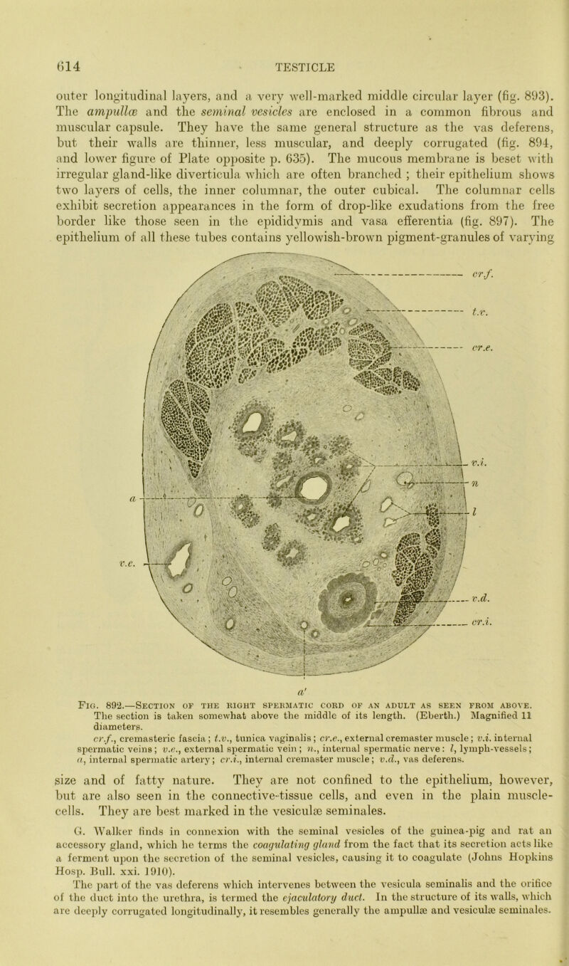 outer longitudinal layers, and a very well-marked middle circular layer (fig. 893). The ampullcB and tlie seminal vesicles are enclosed in a common fibrous and muscular capsule. They have the same general structure as the vas deferens, but their walls are thinner, less muscular, and deeply corrugated (fig. 894, and lower figure of Plate opposite p. 635). The mucous membrane is beset with irregular gland-like diverticula which are often branched ; their epithelium shows two layers of cells, the inner columnar, the outer cubical. The columnar cells exhibit secretion appearances in the form of drop-like exudations from the free border like those seen in the epididymis and vasa efEerentia (fig. 897). The epithelium of all these tubes contains yellowish-brown pigment-granules of varying a' Fig. 892.—Section of the eight spebmatic cokd of an adult as seen fbom above. The section is taken somewhat above the middle of its length. (Eberth.) Magnified 11 diameters. O'./., cremasteric fascia; t.v., tunica vaginalis; O'.c., external cremaster muscle; v.i. internal spermatic veins ; u.e., external spermatic vein ; i?,., internal spermatic nerve : / lymph-vessels; G, internal spermatic artery; O'.i., internal cremaster muscle; v.d.^ vas deferens. size and of fatty nature. They are not confined to the epithelium, however, but are also seen in the connective-tissue cells, and even in the plain muscle- cells. They are best marked in the vesiculse seminales. G. Walker finds in connexion with the seminal vesicles of the guinea-pig and rat an accessory gland, which he terms the cocajuJaiing gland from the fact that its secretion acts like a ferment upon the secretion of the seminal vesicles, causing it to coagulate (Johns Hopkins Hosp. Bull. xxi. 1910). The part of the vas deferens which intervenes between the vesicula seminalis and the orifice of the duct into the urethra, is termed the ejacidatory duel. In the structure of its walls, which are deeply corrugated longitudinally, it resembles generally the ampullce and vesiculoe seminales.