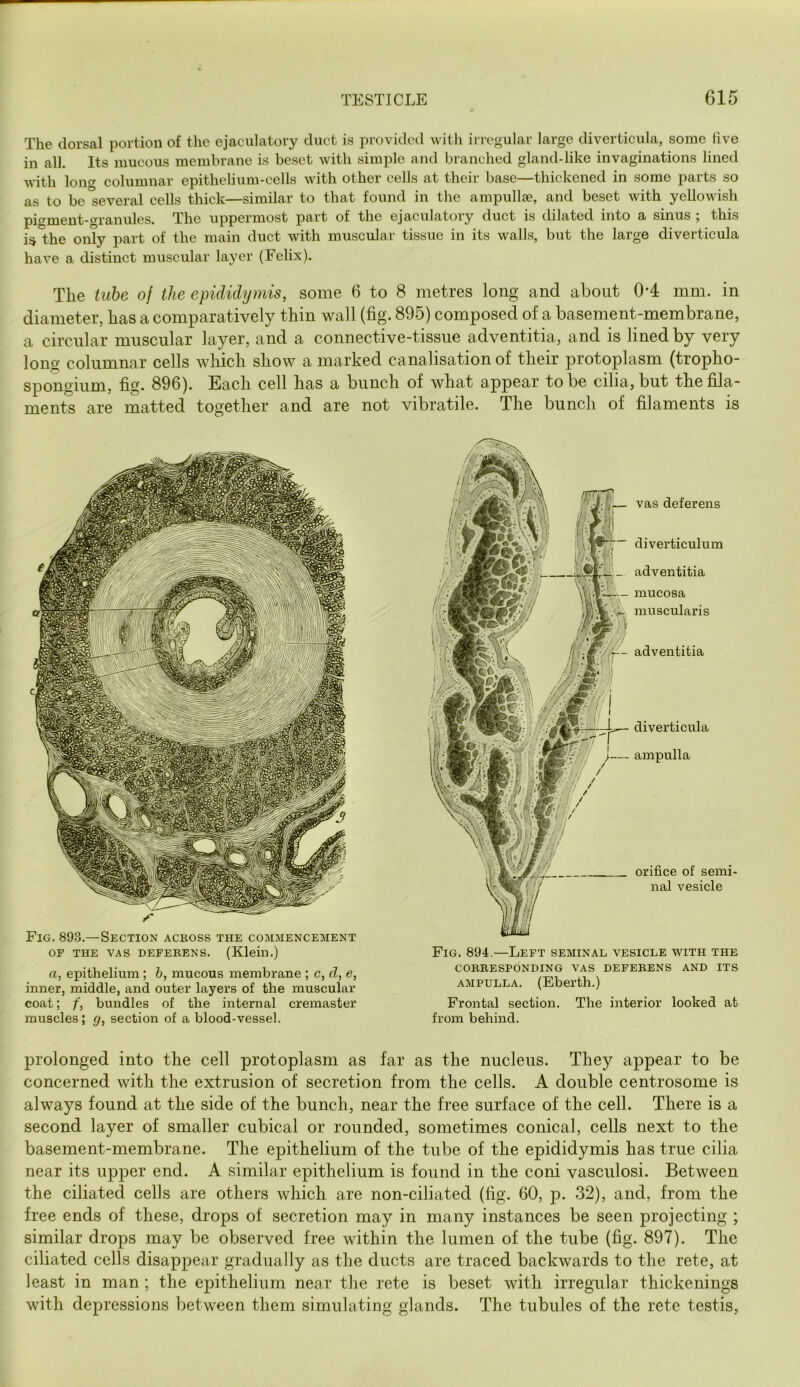 The dorsal portion of the ejaculatory duct is provided with irregular large diverticula, some live in all. Its mucous membrane is beset with simple and branched gland-like invaginations lined with Ion columnar epithelium-cells with other cells at their base—thickened in some parts so as to be several cells thick—similar to that found in the ampullae, and beset with yellowish piment-granules. The uppermost part of the ejaculatory duct is dilated into a sinus ; this i^ the only part of the main duct with muscular tissue in its walls, but the large diverticula have a distinct muscular layer (Felix). The tube of the epididymis, some 6 to 8 metres long and about 0*4 mm. in diameter, has a comparatively thin wall (fig. 895) composed of a basement-membrane, a circular muscular layer, and a connective-tissue adventitia, and is lined by very long columnar cells which show a marked canalisation of their protoplasm (tropho- spongium, fig. 896). Each cell has a bunch of what appear to be cilia, but the fila- ments are matted together and are not vibratile. The bunch of filaments is Fig. 893.—Section across the commencement OP THE VAS DEFEBENS. (Kleiu.) a, epithelium ; h, mucous membrane ; c, d, e, inner, middle, and outer layers of the muscular coat; f, bundles of the internal cremaster muscles; g, section of a blood-vessel. vas deferens diverticulum adventitia mucosa muscularis adventitia diverticula ampulla orifice of semi- nal vesicle Fig. 894.—Left seminal vesicle with the CORBESPONDING VAS DEFEBENS AND ITS AMPULLA. (Eberth.) Frontal section. The interior looked at from behind. prolonged into the cell protoplasm as far as the nucleus. They appear to be concerned with the extrusion of secretion from the cells. A double centrosome is always found at the side of the bunch, near the free surface of the cell. There is a second layer of smaller cubical or rounded, sometimes conical, cells next to the basement-membrane. The epithelium of the tube of the epididymis has true cilia near its upper end. A similar epithelium is found in the coni vasculosi. Between the ciliated cells are others which are non-ciliated (fig. 60, p. 32), and, from the free ends of these, drops of secretion may in many instances be seen projecting ; similar drops may be observed free within the lumen of the tube (fig. 897). The ciliated cells disappear gradually as the ducts are traced backwards to the rete, at least in man; the epithelium near the rete is beset with irregular thickenings with depressions between them simulating glands. The tubules of the rete testis.