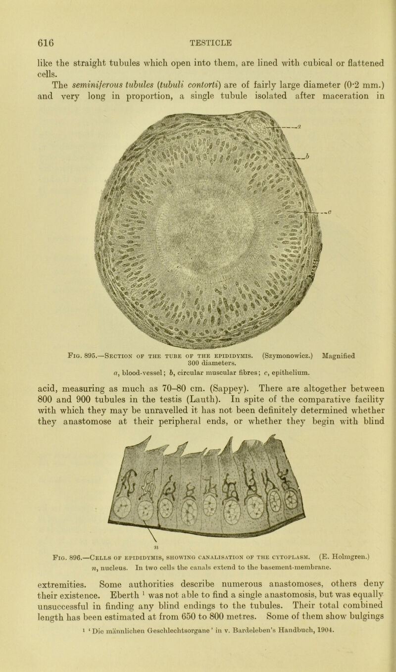 like tlie straight tubules which open into them, are lined with cubical or flattened cells. The seminiferous tubules {tubuli contorti) are of fairly large diameter (0*2 mm.) and very long in proportion, a single tubule isolated after maceration in Fig. 895.—Section of the tube op the epididymis. (Szymonowicz.) Magnified 300 diameters. a, blood-vessel; 6, circular muscular fibres; c, epithelium. acid, measuring as much as 70-80 cm. (Sappey). There are altogether between 800 and 900 tubules in the testis (Laiith). In spite of the comparative facility with which they may be unravelled it has not been definitely determined whether they anastomose at their peripheral ends, or whether they begin with blind Fig. 896.—Cells of epididymis, showing canalisation of the cytoplasm. (E. Holmgren.) n, nucleus. In two cells the canals extend to the basement-membrane. extremities. Some authorities describe numerous anastomoses, others deny their existence. Eberth ^ was not able to find a single anastomosis, but was equally unsuccessful in finding any blind endings to the tubules. Their total combined length has been estimated at from 650 to 800 metres. Some of them show bulgings 1 ‘ Dio miinnlichen Geschlechtsorgane ’ in v. Bardeleben’s Handbuch, 1904.