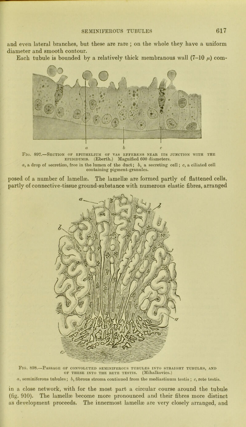 and even lateral branches, but these are rare ; on the whole they have a uniform diameter and smooth contour. Each tubule is bounded by a relatively thick membranous wall (7-10 /x) com- Fig. 897.—Section of epithelium of vas effebens neak its junction with the EPIDIDYMIS. (Ebertli.) Magnified 600 diameters. a, a drop of secretion, free in the lumen of the duct; b, a secreting cell; c, a ciliated cell containing pigment-granules. posed of a number of lamellae. The lamellae are formed partly of flattened cells, partly of connective-tissue ground-substance with numerous elastic fibres, arranged Fig. 898.—Passage of convoluted seminiferous tubules into straight tubules, and OF these into the rete testis. (Mihalkovics.) a, seminiferous tubules; h, fibrous stroma continued from the mediastinum testis ; c, rete testis. in a close network, with for the most part a circular course around the tubule (fig. 910). The lamellae become more pronounced and their fibres more distinct as development proceeds. The innermost lamellae are very closely arranged, and