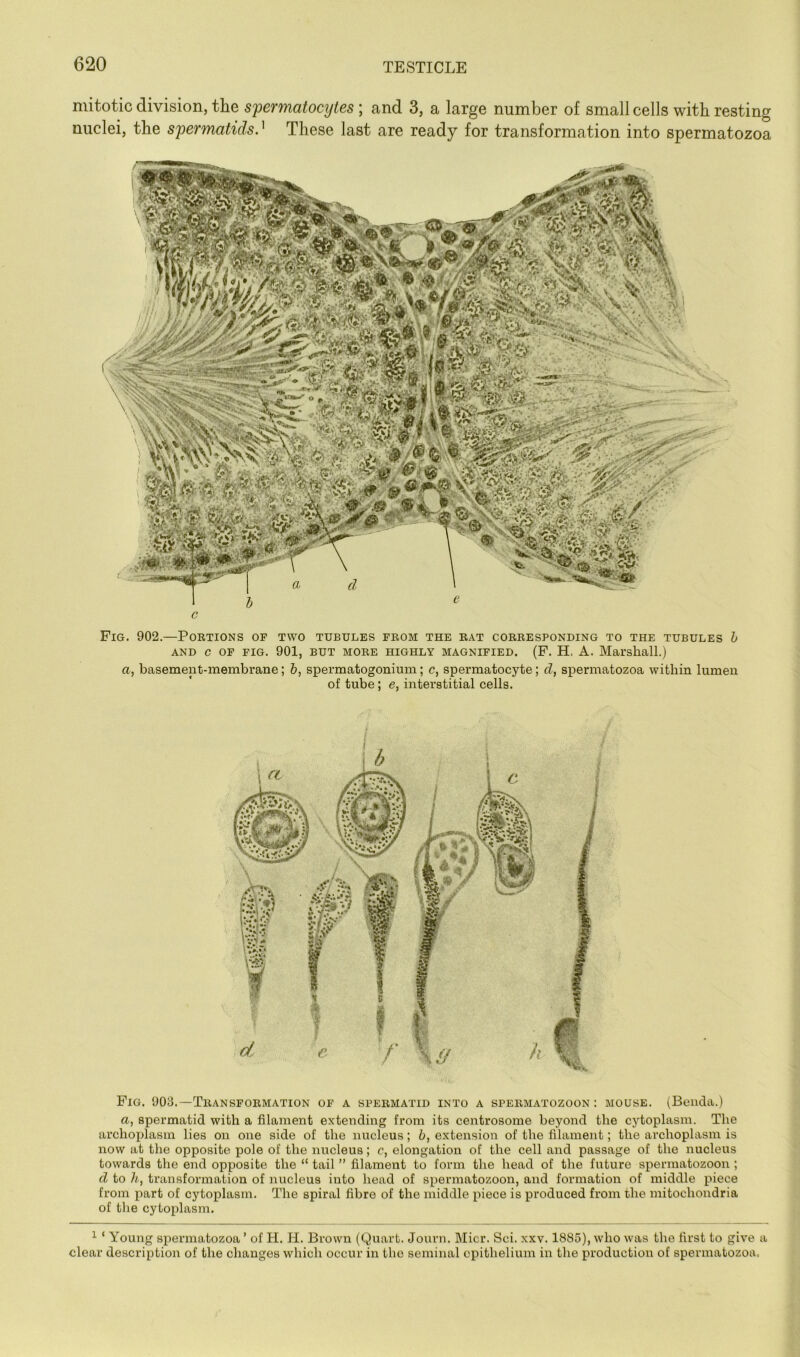 mitotic division, the s'permatocyies ; and 3, a large number of small cells with resting nuclei, the spermatids.'^ These last are ready for transformation into spermatozoa c Fig. 902.—Portions of two tubules from the rat corresponding to the tubules h AND C OF FIG. 901, BUT MORE HIGHLY MAGNIFIED. (F. H, A. Marshall.) a, basement-membrane; b, spermatogonium; c, spermatocyte; d, spermatozoa within lumen of tube; e, interstitial cells. Fig. 903.—Transformation of a spermatid into a spermatozoon : mouse. (Benda.) a, spermatid with a filament extending from its centrosome beyond the cytoplasm. The archoplasm lies on one side of the nucleus; b, extension of the filament; the archoplasm is now at the opposite pole of the nucleus; c, elongation of the cell and passage of the nucleus towards the end opposite the “ tail ” filament to form the head of the future spermatozoon ; d to h, transformation of nucleus into head of spermatozoon, and formation of middle piece from part of cytoplasm. The spiral fibre of the middle piece is produced from the mitochondria of the cytoplasm. ^ ‘ Young spermatozoa ’ of H. H. Brown (Quart. Journ. Micr. Sci. xxv. 1885), who was the first to give a clear description of the changes which occur in the seminal epithelium in the production of spermatozoa.