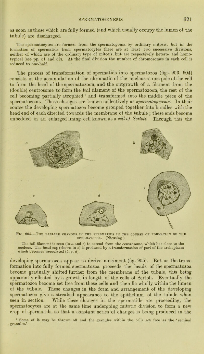 as soon as those which are fully formed (and which usually occupy the lumen of the tubule) are discharged. The spermatocytes are formed from the spermatogonia by ordinary mitosis, but in the formation of spermatids from spermatocytes there are at least two successive divisions, neither of which are of the ordinary type of mitosis, but are respectively hetero- and homo- typical (see pp. 51 and 52). At the final division the number of chromosomes in each cell is reduced to one-half. The process of transformation of spermatids into spermatozoa (figs. 903, 904) consists in the accumulation of the chromatin of the nucleus at one pole of the cell to form the head of the spermatozoon, and the outgrowth of a filament from the (double) centrosome to form the tail filament of the spermatozoon, the rest of the cell becoming partially atrophied ^ and transformed into the middle piece of the spermatozoon. These changes are known collectively as spermatogenesis. In their course the developing spermatozoa become grouped together into bundles with the head end of each directed towards the membrane of the tubule ; these ends become imbedded in an enlarged lining cell known as a cell of Sertoli. Through this the Fig. 904.—The earlieb changes in the spebmatids in the coubse oe fobmation op the SPEBMATOZOA. (Niessing.) The tail-filament is seen (in a and e) to extend from the centrosome, which lies close to the nucleus. The head-cap (shown in e) is produced by a transformation of part of the archoplasm which becomes vacuolated (&, c, d). developing spermatozoa appear to derive nutriment (fig. 905). But as the trans- formation into fully formed spermatozoa proceeds the heads of the spermatozoa become gradually shifted further from the membrane of the tubule, this being apparently efiected by a growth in length of the cells of Sertoli. Eventually the spermatozoa become set free from these cells and then lie wholly within the lumen of the tubule. These changes in the form and arrangement of the developing spermatozoa give a streaked appearance to the epithelium of the tubule when seen in section. While these changes in the spermatids are proceeding, the spermatocytes are at the same time undergoing mitotic division to form a new crop of spermatids, so that a constant series of changes is being produced in the ’ Some of it may be thrown off and the granules within the cells set free as the ‘ seminal granules.’