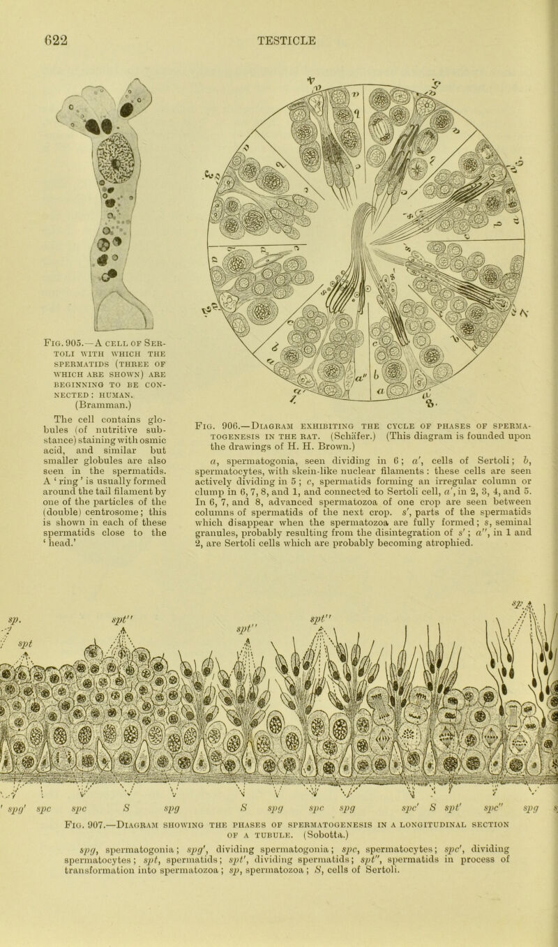 Fig. 905.—a cell of Ser- toli WITH WHICH THE SPERMATIDS (THREE OP WHICH ARE SHO^VN) ARE BEGINNING TO BE CON- NECTED ; HUMAN. (Bramman.) The cell contains glo- bules (of nutritive sub- stance) staining with osmic acid, and similar but smaller globules are also seen in the spermatids. A ‘ ring ’ is usually formed around the tail filament by one of the particles of the (double) centrosome; this is shown in each of these spermatids close to the ‘ head.’ Fig. 906.—Diagram exhibiting the cycle of phases of sperma- togenesis IN THE rat. (Schafer.) (This diagram is founded upon the drawings of H. H. Brown.) a, spermatogonia, seen dividing in 6; a', cells of Sertoli; h, spermatocytes, with skein-like nuclear filaments : these cells are seen actively dividing in 5 ; c, spermatids forming an irregular column or clump in 6, 7, 8, and 1, and connected to Sertoli cell, a', in 2, 3, 4, and 5. In 6, 7, and 8, advanced spermatozoa of one crop are seen between columns of spermatids of the next crop, s', parts of the spermatids which disappear when the spermatozoa are fully formed; s, seminal granules, probably resulting from the disintegration of s'; a, in 1 and 2, are Sertoli cells which are probably becoming atrophied. Fig. 907.—Diagram showing the phases of spermatogenesis in a longitudinal section OP A TUBULE. (Sobotta.) spfj, spermatogonia; sjig', dividing spermatogonia; sj)c, spermatocytes; sjic', dividing spermatocytes; s/^t, spermatids; sjj/', dividing spermatids; spt, spermatids in process of transformation into spermatozoa ; sjf, spermatozoa ; S, cells of Sertoli.