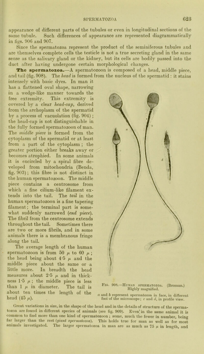 «appearance of different parts of the tubules or even in longitudinal sections of the same tubule. Such differences of appearance are represented diagrammatically in bus. 906 and 907. Since the spermatozoa represent the product of the seminiferous tubules and are themselves complete cells the testicle is not a true secreting gland in the same sense as the salivary gland or the kidney, but its cells are bodily passed into the duct after having undergone certain morphological changes. The spermatozoa.—A spermatozoon is composed of a head, middle piece, and tail (fig. 908). The head is formed from the nucleus of the spermatid : it stains intensely with basic dyes. In man it has a flattened oval shape, narrowing in a wedge-like manner towards the free extremity. This extremity is covered by a clear head-cap, derived from the archoplasm of the spermatid by a process of vacuolation (fig. 904) ; the head-cap is not distinguishable in the fully formed spermatozoon of man. The middle piece is formed from the cytoplasm of the spermatid or at least from a part of the cytoplasm ; the greater portion either breaks away or becomes atrophied. In some animals it is encircled by a spiral fibre de- veloped from mitochondria (Benda, fig. 903); this fibre is not distinct in the human spermatozoon. The middle piece contains a centrosome from which a fine cilium-like filament ex- tends into the tail. The tail in the human spermatozoon is a fine tapering filament; the terminal part is some- what suddenly narrowed {end piece). The fibril from the centrosome extends throughout the tail. Sometimes there are two or more fibrils, and in some animals there is a membranous fringe along the tail. The average length of the human ' spermatozoon is from 50 p to 60 p; the head being about 45 /x and the middle piece about the same or a little more. In breadth the head measures about 2-5 p and in thick- ness 1 ‘5 p\ the middle piece is less than 1 /X in diameter. The tail is about ten times the length of the head (45 p). Fig. 908.--Human spermatozoa. (Bi-oman.) Highly magnified. a and h represent spermatozoa in face, in different foci of the microscope; c and d, in profile view. Great variations in size, in the shape of the head and in the details of structure of the sperma- tozoa are found indifferent species of animals (see fig. 909). EvenMn the same animal it is common to find more than one kind of spermatozoon ; some, much the fewer in number, being far larger than the rest {giant spermatozoa). This holds true for man as well as for most animals investigated. The larger spermatozoa in man are as much as 75 /u in length, and