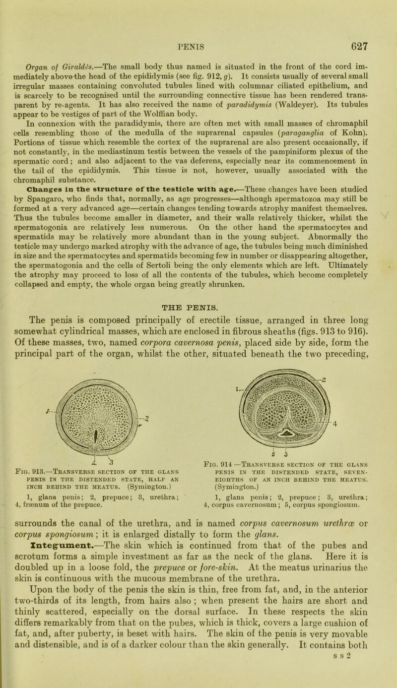 Organ of Giraldi's.—The small body thus named is situated in the front of the cord im- mediately abovo'the head of the epididymis (see fig. 912, g). It consists usually of several small irregular masses containing convoluted tubules lined with columnar ciliated epithelium, and is scarcely to be recognised until the surrounding connective tissue has been rendered trans- parent by re-agents. It has also received the name of 'paradidymis (Waldeyer). Its tubules appear to be vestiges of part of the Wolffian body. In connexion with the paradidymis, there are often met with small masses of chromaphil cells resembling those of the medulla of the suprarenal capsules {paraganglia of Kohn). Portions of tissue which resemble the cortex of the suprarenal are also present occasionally, if not constantly, in the mediastinum testis between the vessels of the pampiniform plexus of the spermatic cord; and also adjacent to the vas deferens, especially near its commencement in the tail of the epididymis. This tissue is not, however, usually associated with the chromaphil substance. Cbangres in the structure of the testicle with age.—These changes have been studied by Spangaro, who finds that, normally, as age progresses—although spermatozoa may still be formed at a very advanced age—certain changes tending towards atrophy manifest themselves. Thus the tubules become smaller in diameter, and their walls relatively thicker, whilst the spermatogonia are relatively less numerous. On the other hand the spermatocytes and spermatids may be relatively more abundant than in the young subject. Abnormally the testicle may undergo marked atrophy with the advance of age, the tubules being much diminished in size and the spermatocytes and spermatids becoming few in number or disappearing altogether, the spermatogonia and the cells of Sertoh being the only elements which are left. Ultimately the atrophy may proceed to loss of all the contents of the tubules, which become completely coUapsed and empty, the whole organ being greatly shrunken. THE PENIS. The penis is composed principally of erectile tissue, arranged in three long- somewhat cylindrical masses, which are enclosed in fibrous sheaths (figs. 913 to 916). Of these masses, two, named corpora cavernosa 'penis, placed side by side, form the principal part of the organ, whilst the other, situated beneath the two preceding. Fig. 913.—Tkansverse section of the glans PENIS IN THE DISTENDED STATE, HALF AN INCH BEHIND THE MEATUS. (Symington.) 1, glans penis; 2, prepuce; 3, urethra; 4, fraenum of the prepuce. Fig. 914 —Transveese section of the glans PENIS IN THE DISTENDED STATE, SEVEN- EIGHTHS OF AN INCH BEHIND THE MEATUS. (Symington.) 1, glans penis; 2, prepuce; 3, urethra; 4, corpus cavernosum; 5, corpus spongiosum. surrounds the canal of the urethra, and is named corpus cavernosum urethrce or corpus spongiosum; it is enlarged distally to form the glans. Znteg*ument.—The skin which is continued from that of the pubes and scrotum forms a simple investment as far as the neck of the glans. Here it is doubled up in a loose fold, the prepuce or fore-shin. At the meatus urinarius the skin is continuous with the mucous membrane of the urethra. Upon the body of the penis the skin is thin, free from fat, and, in the anterior two-thirds of its length, from hairs also ; when present the hairs are short and thinly scattered, especially on the dorsal surface. In these respects the skin differs remarkably from that on the pubes, which is thick, covers a large cushion of fat, and, after puberty, is beset with hairs. The skin of the penis is very movable and distensible, and is of a darker colour than the skin generally. It contains both