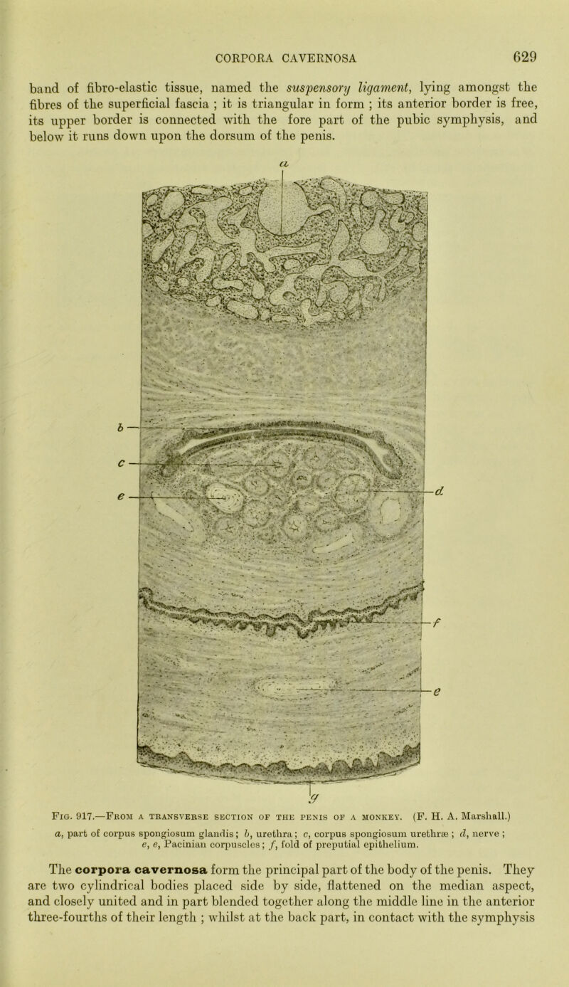 band of fibro-elastic tissue, named the suspensory ligament, lying amongst the fibres of the superficial fascia ; it is triangular in form ; its anterior border is free, its upper border is connected with the fore part of the pubic symphysis, and below it runs down upon the dorsum of the penis. Fig. 917.—From a transverse section of the penis of a monkey. (F. H. A. Marshall.) a, part of corpus spongiosum glaudis; h, urethra; c, corpus spongiosum urethra3; d, nerve ; e, e, Pacinian corpuscles; /, fold of preputial epithelium. The corpora cavernosa form the principal part of the body of the penis. They are two cylindrical bodies placed side by side, flattened on the median aspect, and closely united and in part blended together along the middle line in the anterior three-fourths of their length ; whilst at the back part, in contact with the symphysis