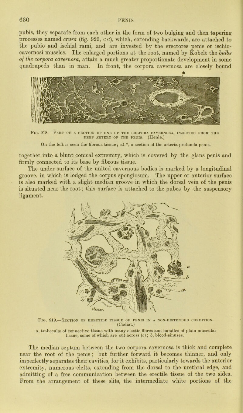 pubis, they separate from each other in the form of two bulging and then tapering processes named crura (fig. 929, c c), which, extending backwards, are attached to the pubic and ischial rami, and are invested by the erectores penis or ischio- cavernosi muscles. The enlarged portions at the root, named by Kobelt the hulhs of the corpora cavernosa, attain a much greater proportionate development in some quadrupeds than in man. In front, the corpora cavernosa are closely bound Fig. 918.—P.'VBT of a section of one of the corpora cavernosa, in.jected from the DEEP ARTERY OF THE PENIS. (Henle.) On the left is seen the fibrous tissue; at *, a section of the arteria profunda penis. together into a blunt conical extremity, which is covered by the glans penis and firmly connected to its base by fibrous tissue. The under-surface of the united cavernous bodies is marked by a longitudinal groove, in which is lodged the corpus spongiosum. The upper or anterior surface is also marked with a slight median groove in which the dorsal vein of the penis is situated near the root; this surface is attached to the pubes by the suspensory ligament. Fig. 919.—Section of erectile tissue of penis in a non-distended condition. (Cadiat.) a, trabeculiB of connective tissue with many elastic fibres and bundles of plain muscular tissue, some of which are cut across (c); h, blood-sinuses. The median septum between the two corpora cavernosa is thick and complete near the root of the penis ; but further forward it becomes thinner, and only imperfectly separates their cavities, for it exhibits, particularly towards the anterior extremity, numerous clefts, extending from the dorsal to the urethral edge, and admitting of a free communication between the erectile tissue of the two sides. From the arrangement of these slits, the intermediate white portions of the