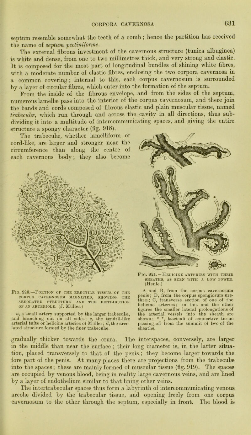 septum resemble somewhat the teeth of a comb \ hence the partition has received the name of septum pectinijorme. The external fibrous investment of the cavernous structure (tunica albuginea) is white and dense, from one to two millimetres thick, and very strong and elastic. It is composed for the most part of longitudinal bimdles of shining white fibres, with a moderate number of elastic fibres, enclosing the two corpora cavernosa in a common covering ; internal to this, each corpus cavernosum is surrounded by a layer of circular fibres, which enter into the formation of the septum. From the inside of the fibrous envelope, and from the sides of the septum, numerous lamellse pass into the interior of the corpus cavernosum, and there join the bands and cords composed of fibrous elastic and plain muscular tissue, named trabeculcE, which run through and across the cavity in all directions, thus sub- dividing it into a multitude of intercommunicating spaces, and giving the entire structure a spongy character (fig. 918). The trabeculae, whether lamelliform or cord-like, are larger and stronger near the circumference than along the centre of each cavernous body; they also become Fig. 920.—Portion of the erectile tissue op the CORPUS CAVERNOSUM MAGNIFIED, SHOWING THE AREOLATED STRUCTURE AND THE DISTRIBUTION OF AN ARTERIOLE. (J. Muller.) a, a small artery supported by the larger trabecnlie, and branching out on all sides; c, the tendril-like arterial tufts or helicine arteries of Miiller; d, the areo- lated structure formed by the finer trabeculie. Fig. 921. —Helicine arteries with their SHEATHS, AS SEEN WITH A LOW POWER. (Henle.) A and B, from the corpus cavernosum penis ; D, from the corpus spongiosum ure- thras ; C, transverse section of one of the helicine arteries; in this and the other figures the smaller lateral prolongations of the arterial vessels into the sheath are shown; * *, fasciculi of connective tissue passing off from the summit of two of the sheaths. gradually thicker towards the crura. The interspaces, conversely, are larger in the middle than near the surface ; their long diameter is, in the latter situa- tion, placed transversely to that of the penis ; they become larger towards the fore part of the penis. At many places there are projections from the trabeculae into the spaces; these are mainly formed of muscular tissue (fig. 919). The spaces are occupied by venous blood, being in reality large cavernous veins, and are lined by a layer of endothelium similar to that lining other veins. The intertrabecular spaces thus form a labyrinth of intercommunicating venous areolae divided by the trabecular tissue, and opening freely from one corpus cavernosum to the other through the septum, especially in front. The blood is