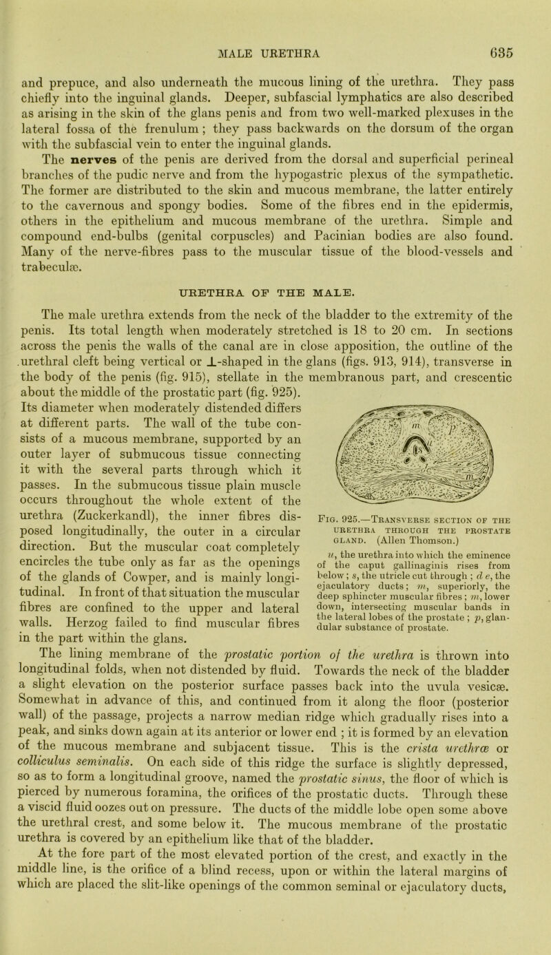 and prepuce, and also underneatli the mucous lining of the urethra. They pass chiefly into the inguinal glands. Deeper, subfascial lymphatics are also described as arising in the skin of the glans penis and from two well-marked plexuses in the lateral fossa of the frenulum; they pass backwards on the dorsum of the organ with the subfascial vein to enter the inguinal glands. The nerves of the penis are derived from the dorsal and superficial perineal branches of the pudic nerve and from the hypogastric plexus of the sympathetic. The former are distributed to the skin and mucous membrane, the latter entirely to the cavernous and spongy bodies. Some of the fibres end in the epidermis, others in the epithelium and mucous membrane of the urethra. Simple and compound end-bulbs (genital corpuscles) and Pacinian bodies are also found. Many of the nerve-fibres pass to the muscular tissue of the blood-vessels and trabecula). UHETHRA OF THE MALE. The male urethra extends from the neck of the bladder to the extremity of the penis. Its total length when moderately stretched is 18 to 20 cm. In sections across the penis the walls of the canal are in close apposition, the outline of the .urethral cleft being vertical or ±-shaped in the glans (figs. 913, 914), transverse in the body of the penis (fig. 915), stellate in the membranous part, and crescentic about the middle of the prostatic part (fig. 925). Its diameter when moderately distended differs at different parts. The wall of the tube con- sists of a mucous membrane, supported by an outer layer of submucous tissue connecting it with the several parts through which it passes. In the submucous tissue plain muscle occurs throughout the whole extent of the urethra (Zuckerkandl), the inner fibres dis- posed longitudinally, the outer in a circular direction. But the muscular coat completely encircles the tube only as far as the openings of the glands of Cowper, and is mainly longi- tudinal. In front of that situation the muscular fibres are confined to the upper and lateral walls. Herzog failed to find muscular fibres in the part within the glans. The lining membrane of the prostatic portion of the urethra is thrown into longitudinal folds, when not distended by fluid. Towards the neck of the bladder a slight elevation on the posterior surface passes back into the uvula vesicse. Somewhat in advance of this, and continued from it along the floor (posterior wall) of the passage, projects a narrow median ridge which gradually rises into a peak, and sinks down again at its anterior or lower end ; it is formed by an elevation of the mucous membrane and subjacent tissue. This is the crista urethrce or colliculus seminalis. On each side of this ridge the surface is slightly depressed, so as to form a longitudinal groove, named the prostatic sinus, the floor of which is pierced by numerous foramina, the orifices of the prostatic ducts. Through these a viscid fluid oozes out on pressure. The ducts of the middle lobe open some above the urethral crest, and some below it. The mucous membrane of the prostatic urethra is covered by an epithelium like that of the bladder. At the fore part of the most elevated portion of the crest, and exactly in the middle line, is the orifice of a blind recess, upon or within the lateral margins of which are placed the slit-like openings of the common seminal or ejaculatory ducts, Fig. 925.—Teansverse section of the URETHRA THROUGH THE PROSTATE GLAND. (Allen Thomson.) n, the urethra into which the eminence of the caput gallinaginis rises from below ; s, the utricle cut through ; d e, the ejaculatory ducts; m, superiorly, the deep sphincter muscular fibres ; ?h, lower down, intersecting muscular bands in the lateral lobes of the prostate ; p, glan- dular substance of prostate.