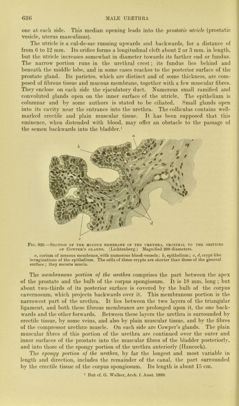 one at eacli side. This median opening leads into the prostatic utricle (prostatic vesicle, uterus masculinus). The utricle is a cul-de-sac running upwards and backwards, for a distance of from 6 to 12 mm. Its orifice forms a longitudinal cleft about 2 or 3 mm. in length, but the utricle increases somewhat in diameter towards its farther end or fundus. The narrow portion runs in the urethral crest; its fundus lies behind and beneath the middle lobe, and in some cases reaches to the posterior surface of the prostate gland. Its parietes, which are distinct and of some thickness, are com- posed of fibrous tissue and mucous membrane, together with a few muscular fibres. They enclose on each side the ejaculatory duct. Numerous small ramified and convoluted glands open on the inner surface of the utricle. The epithelium is columnar and by some authors is stated to be ciliated. Small glands open into its cavity near the entrance into the urethra. The colliculus contains well- marked erectile and plain muscular tissue. It has been supposed that this eminence, when distended with blood, may offer an obstacle to the passage of the semen backwards into the bladder.' c Fig. 926.— Section of the mucous membrane of the urethra, proximal to the orifices OF Cowper’s glands. (Lichtenberg.) Magnified 200 diameters. G, corium of mucous membrane,’•with numerous blood-vessels ; Z>, epithelium; c, d, crypt-like invaginations of the epithelium. The cells of these crypts are shorter than those of the general surface ; they secrete mucin. The membranous portion of the urethra comprises the part between the apex of the prostate and the bulb of the corpus spongiosum. It is 18 mm. long ; but about two-thirds of its posterior surface is covered by the bulb of the corpus cavernosum, which projects backwards over it. This membranous portion is the narrowest part of the urethra. It lies between the two layers of the triangular ligament, and both these fibrous membranes are prolonged upon it, the one back- wards and the other forwards. Between these layers the urethra is surrounded by erectile tissue, by some veins, and also by plain muscular tissue, and by the fibres of the compressor urethrae muscle. On each side are Cowper’s glands. The plain muscular fibres of this portion of the urethra are continued over the outer and inner surfaces of the prostate into the muscular fibres of the bladder posteriorly, and into those of the spongy portion of the urethra anteriorly (Hancock). The spongy portion of the urethra, by far the longest and most variable in length and direction, includes the remainder of the canal, the part surrounded by the erectile tissue of the corpus spongiosum. Its length is about 15 cm. ^ But cf. G. Walker, Arch. f. Anat. 1899.