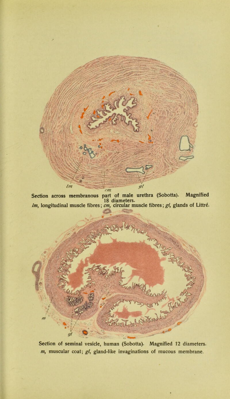 cm. Section across membranous part of male urethra (Sobotta). Magnified 18 diameters. Im, longitudinal muscle fibres; cm, circular muscle fibres; gl, glands of Littre. '■'* . rV' fr‘W: Section of seminal vesicle, human (Sobotta). Magnified 12 diameters. m, muscular coat; gl, gland-like invaginations of mucous membrane.