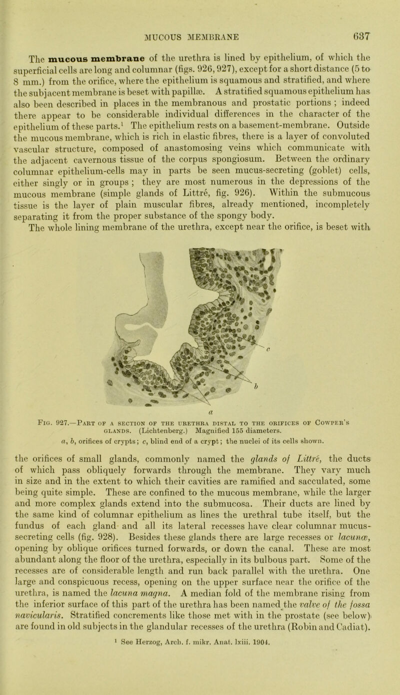 MUCOUS MEMBRANE ()37 The mucous membrane of the urethra is lined by epithelium, of which the superficial cells are long and columnar (figs. 926,927), except for a short distance (5 to 8 mm.) from the orifice, where the epithelium is squamous and stratified, and where the sub] acent membrane is beset with papillte. A stratified squamous epithelium has also been described in places in the membranous and prostatic portions ; indeed there appear to be considerable individual differences in the character of the epithelium of these parts. ^ The epithelium rests on a basement-membrane. Outside the mucous membrane, which is rich in elastic fibres, there is a layer of convoluted vascular structure, composed of anastomosing veins which communicate with the adjacent cavernous tissue of the corpus spongiosum. Between the ordinary columnar epithelium-cells may in parts be seen mucus-secreting (goblet) cells^ either singly or in groups ; they are most numerous in the depressions of the mucous membrane (simple glands of Littre, fig. 926). Within the submucous tissue is the layer of plain muscular fibres, already mentioned, incompletely separating it from the proper substance of the spongy body. The whole lining membrane of the urethra, except near the orifice, is beset with Fig. 927.—Part of a section op the urethra distal to the orifices of Cowper’s GLANDS. (Lichtenberg.) Magnified 155 diameters. a, b, orifices of crypts; c, blind end of a crypt; the nuclei of its cells shown. the orifices of small glands, commonly named the glands of Littre, the ducts of which pass obliquely forwards through the membrane. They vary much in size and in the extent to which their cavities are ramified and sacculated, some being quite simple. These are confined to the mucous membrane, while the larger and more complex glands extend into the submucosa. Their ducts are lined by the same kind of columnar epithelium as lines the urethral tube itself, but the fundus of each gland and all its lateral recesses have clear columnar mucus- secreting cells (fig. 928). Besides these glands there are large recesses or lacunce, opening by oblique orifices turned forwards, or down the canal. These are most abundant along the floor of the urethra, especially in its bulbous part. Some of the recesses are of considerable length and run back parallel with the urethra. One large and conspicuous recess, opening on the upper surface near the orifice of the urethra, is named the lacuna magna. A median fold of the membrane rising from the inferior surface of this part of the urethra has been named^the valve of the fossa navicularis. Stratified concrements like those met with in the prostate (see below), are found in old subjects in the glandular recesses of the urethra (Robin and Cadiat). 1 See Herzog, Arcb. f. mikr. Anal. Ixiii. 1904,