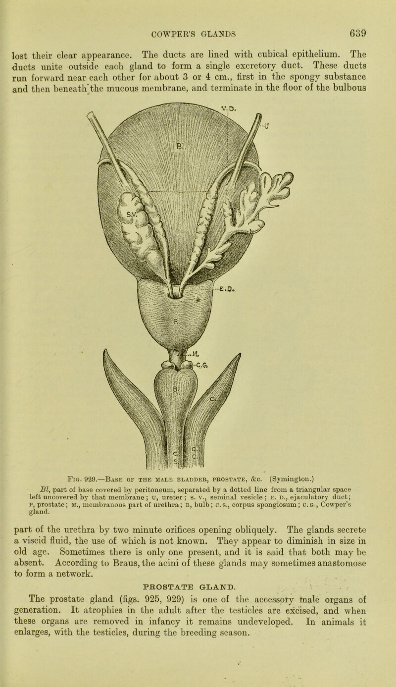 lost their clear appearance. The ducts are lined with cubical epithelium. The ducts unite outside each gland to form a single excretory duct. These ducts run forward near each other for about 3 or 4 cm., first in the spongy substance and then beneath’the mucous membrane, and terminate in the floor of the bulbous Fig. 929.—Base of the male bladder, prostate, &c. (Symington.) Bl, part of base covered by peritoneum, separated by a dotted line from a triangular space left uncovered by that membrane; u, ureter; s. v., seminal vesicle; e. d., ejaculatory duct; p, prostate; M., membranous part of urethra; b, bulb; c.s., corpus spongiosum; c.G., Cowper’s gland. part of the urethra by two minute orifices opening obliquely. The glands secrete a viscid fluid, the use of which is not known. They appear to diminish in size in old age. Sometimes there is only one present, and it is said that both may be absent. According to Brans, the acini of these glands may sometimes anastomose to form a network. PROSTATE GLAND. The prostate gland (figs. 925, 929) is one of the accesspty tnale organs of generation. It atrophies in the adult after the testicles are excised, and when these organs are removed in infancy it remains undeveloped. In animals it enlarges, with the testicles, during the breeding season.