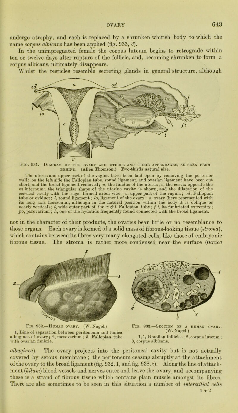 undergo atrophy, and each is replaced by a shrunken whitish body to which the name corpus albicans has been applied (fig. 933, S). In the unimpregnated female the corpus luteum begins to retrograde within ten or twelve days after rupture of the follicle, and, becoming shrunken to form a corpus albicans, ultimately disappears. Whilst the testicles resemble secreting glands in general structure, although Fig. 931.—Diagbam of the ovaby and utebus and theib appendages, as seen pbom BEHIND. (Allen Thomson.) Two-thirds natural size. The uterus and upper part of the vagina have been laid open by removing the posterior wall; on the left side the Fallopian tube, round ligament, and ovarian ligament have been cut short, and the broad ligament removed; u, the fundus of the uterus; c, the cervix opposite the os internum; the triangular shape of the uterine cavity is shown, and the dilatation of the cervical cavity with the rugae termed arbor vitae: v, upper part of the vagina ; od, Fallopian tube or oviduct; I, round ligament; lo, ligament of the ovary ; o, ovary (here represented with its long axis horizontal, although in the natural position within the body it is oblique or nearly vertical); i, wide outer part of the right Fallopian tube; / i, its fimbriated extremity ; po, parovarium ; h, one of the hydatids frequently found connected with the broad ligament. not in the character of their products, the ovaries bear little or no resemblance to those organs. Each ovary is formed of a solid mass of fibrous-looking tissue {stroma), which contains between its fibres very many elongated cells, like those of embryonic fibrous tissue. The stroma is rather more condensed near the surface {tunica Fig. 932.—Human ovaby. (W. Nagel.) 1, Line of separation between peritoneum and tunica albuginea of ovary; 2, mesovarium; 3, Fallopian tube with ovarian fimbria. Fig. 933.—Section of a human ovaby. (W. Nagel.) 1,1, Graafian follicles ; 2, corpus luteum ; 3, corpus albicans. albuginea). The ovary projects into the peritoneal cavity but is not actually covered by serous membrane ; the peritoneum ceasing abruptly at the attachment of the ovary to the broad ligament (fig. 932,1, and fig. 938, z). Along the line of attach- ment {hilum) blood-vessels and nerves enter and leave the ovary, and accompanying these is a strand of fibrous tissue which contains plain muscle amongst its fibres. There are also sometimes to be seen in this situation a number of interstitial cells T T 2