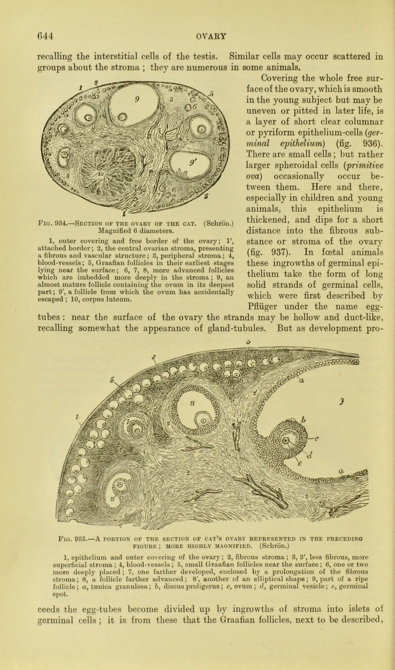 recalling the interstitial cells of the testis. Similar cells may occur scattered in groups about the stroma ; they are numerous in some animals. Covering the whole free sur- face of the ovary, which is smooth in the young subject but maybe uneven or pitted in later life, is a layer of short clear columnar or pyriform epithelium-cells {ger- minal epithelium) (fig. 936). There are small cells; but rather larger spheroidal cells {primitive ova) occasionally occur be- tween them. Here and there, especially in children and young animals, this epithelium is thickened, and dips for a short distance into the fibrous sub- stance or stroma of the ovary (fig. 937). In foetal animals these ingrowths of germinal epi- thelium take the form of long solid strands of germinal cells, which were first described by Pfliiger under the name egg- tubes : near the surface of the ovary the strands may be hollow and duct-like, recalling somewhat the appearance of gland-tubules. But as development pro- Fig, 934.—Section of the ovary of the cat. (Schron.) Magnified 6 diameters. 1, outer covering and free border of the ovary; 1', attached border; 2, the central ovarian stroma, presenting a fibrous and vascular structure; 3, peripheral stroma; 4, blood-vessels; 5, Graafian follicles in their earliest stages lying near the surface; 6, 7, 8, more advanced follicles which are imbedded more deeply in the stroma; 9, an almost mature follicle containing the ovum in its deepest part; 9', a follicle from which the ovum has accidentally escaped ; 10, corpus luteum. Pig. 935.—A portion of the section of cat’s ovary represented in the preceding FIGURE ; MORE HIGHLY MAGNIFIED. (Schl'on.) 1, epithelium and outer covering of the ovary; 2, fibrous stroma; 3, 3', less fibrous, more superficial stroma ; 4, blood-vessels ; 5, small Graafian follicles near the surface; G, one or two more deeply placed; 7, one farther developed, enclosed by a prolongation of the fibrous stroma; 8, a follicle farther advanced; 8', another of an elliptical shape; 9, part of a ripe follicle; a, tunica granulosa; fc, discus proligerus; c, ovum ; d, germinal vesicle; c, germinal spot. ceeds tlie egg-tubes become divided up by ingrowths of stroma, into islets of germinal cells ; it is from these that the Graafian follicles, next to be described.