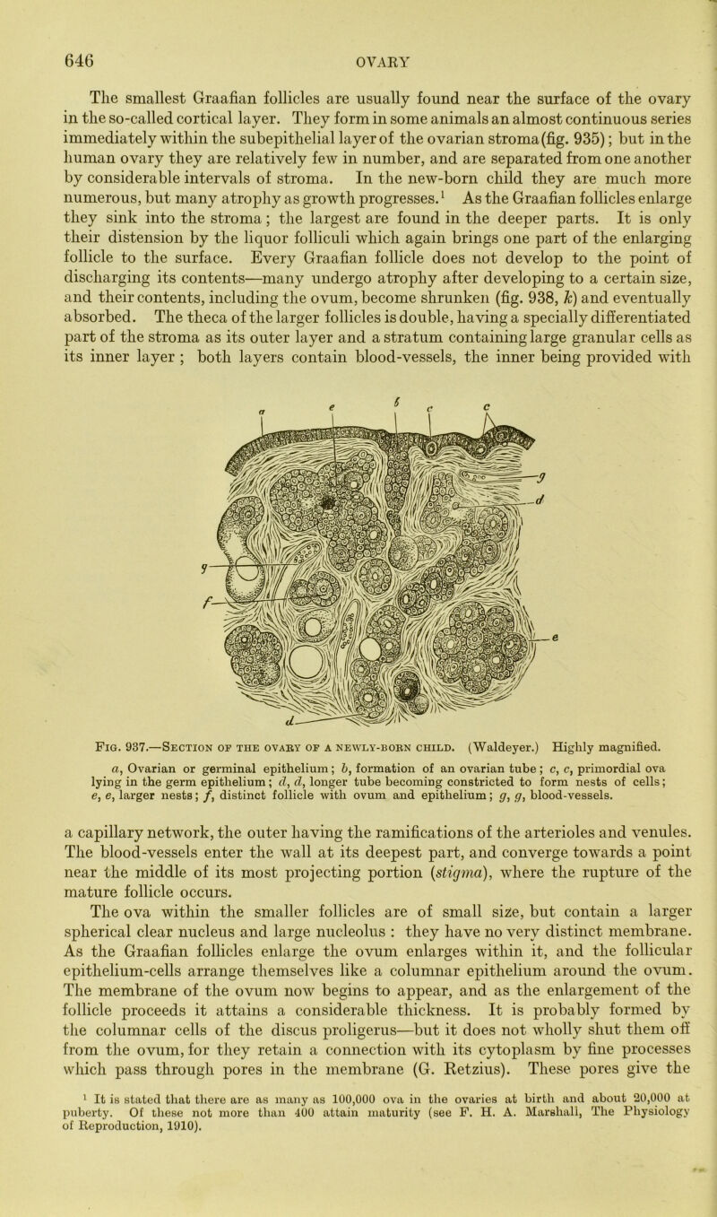 The smallest Graafian follicles are usually found near the surface of the ovary in the so-called cortical layer. They form in some animals an almost continuous series immediately within the subepithelial layer of the ovarian stroma (fig. 935); but in the human ovary they are relatively few in number, and are separated from one another by considerable intervals of stroma. In the new-born child they are much more numerous, but many atrophy as growth progresses. ^ As the Graafian follicles enlarge they sink into the stroma; the largest are found in the deeper parts. It is only their distension by the liquor folliculi which again brings one part of the enlarging follicle to the surface. Every Graafian follicle does not develop to the point of discharging its contents—many undergo atrophy after developing to a certain size, and their contents, including the ovum, become shrunken (fig. 938, h) and eventually absorbed. The theca of the larger follicles is double, having a specially differentiated part of the stroma as its outer layer and a stratum containing large granular cells as its inner layer ; both layers contain blood-vessels, the inner being provided with Fig. 937.—Section op the ovary of a newly-born child. (Waldeyer.) Highly magnified. a, Ovarian or germinal epithelium; 6, formation of an ovarian tube; c, c, primordial ova lying in the germ epithelium; cZ, d, longer tube becoming constricted to form nests of cells; e, e, larger nests; /, distinct follicle with ovum and epithelium; g, g, blood-vessels. a capillary network, the outer having the ramifications of the arterioles and venules. The blood-vessels enter the wall at its deepest part, and converge towards a point near the middle of its most projecting portion {stigma), where the rupture of the mature follicle occurs. The ova within the smaller follicles are of small size, but contain a larger spherical clear nucleus and large nucleolus : they have no very distinct membrane. As the Graafian follicles enlarge the ovum enlarges within it, and the follicular epithelium-cells arrange themselves like a columnar epithelium around the ovum. The membrane of the ovum now begins to appear, and as the enlargement of the follicle proceeds it attains a considerable thickness. It is probably formed by the columnar cells of the discus proligerus—but it does not wholly shut them off from the ovum, for they retain a connection with its cytoplasm by fine processes which pass through pores in the membrane (G. Ketzius). These pores give the 1 It is stated that there are as many as 100,000 ova in the ovaries at birth and about 20,000 at puberty. Of these not more than 400 attain maturity (see F. H. A. Marshall, The Physiology of Reproduction, 1910).