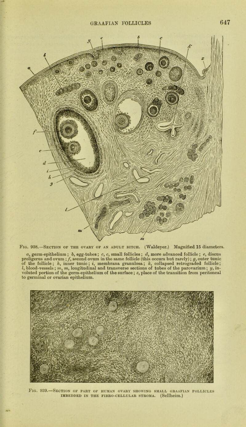 c ^ c Fig. 938.—Section of the ovaey op an adult bitch. (Waldeyer.) Magnified 15 diameters. a, germ-epithelium ; 6, egg-tubes; c, c, small follicles ; d, more advanced follicle ; e, discus proligerus and ovum ; /, second ovum in the same follicle (this occurs but rarely); g, outer tunic of the follicle; h, inner tunic; i, membrana granulosa; k, collapsed retrograded follicle; I, blood-vessels; m, m, longitudinal and transverse sections of tubes of the parovarium; y, in- voluted portion of the germ-epithelium of the surface; z, place of the transition from peritoneal to germinal or ovarian epithelium. Fig. 939.—Section of pakt of human ovaby showing small gkaafian follicles IMBEDDED IN THE FIBEO-CELLULAB STBOMA. (Selllieim.)
