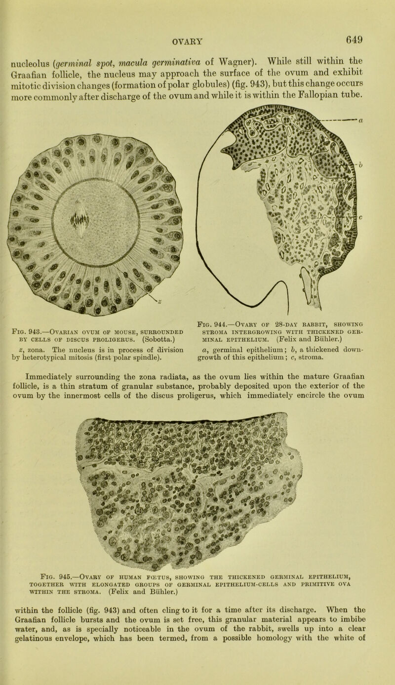 nucleolus {germinal spot, macula germinativa of Wagner). While still within the Graafian follicle, the nucleus may approach the surface of the ovum and exhibit mitotic division changes (formation of polar globules) (fig. 943), but this change occurs more commonly after discharge of the ovum and while it is within the Fallopian tube. Fig. 943.—Ovahian ovum of mouse, subbounded BY CELLS OF DISCUS PBOLIGEBUS. (Sobotta.) z, zona. The nucleus is in process of division by heterotypical mitosis (first polar spindle). Fig. 944.—Ovaby of 28-day babbit, showing STBOMA INTEBGBOWING WITH THICKENED GEB- MiNAL EPITHELIUM. (Felix and Biihler.) a, germinal epithelium; &, a thickened down- growth of this epithelium; c, stroma. Immediately sm’rounding the zona radiata, as the ovum lies within the mature Graafian follicle, is a thin stratum of granular substance, probably deposited upon the exterior of the ovum by the innermost cells of the discus proligerus, which immediately encircle the ovum Fig. 945.—Ovary of human fcetus, showing the thickened gebminal epithelium, TOGETHEB WITH ELONGATED GBOUPS OF GEBMINAL EPITHELIUM-CELLS AND PBIMITIVE OVA WITHIN THE STROMA. (Felix and Biihler.) within the follicle (fig. 943) and often cling to it for a time after its discharge. When the Graafian follicle bursts and the ovum is set free, this granular material appears to imbibe water, and, as is specially noticeable in the ovum of the rabbit, swells up into a clear gelatinous envelope, which has been termed, from a possible homology with the white of