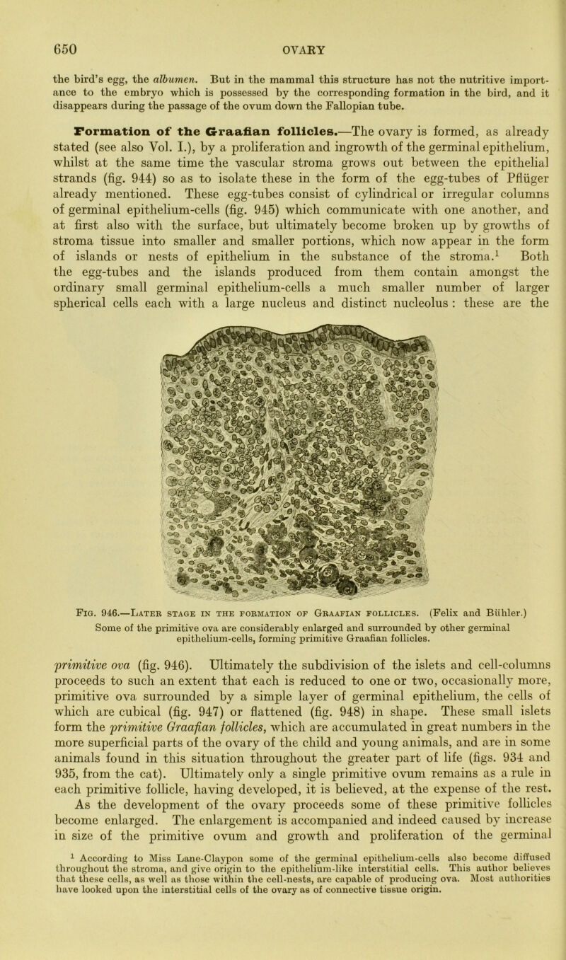 the bird’s egg, the albumen. But in the mammal this structure has not the nutritive import- ance to the embryo which is possessed by the corresponding formation in the bird, and it disappears during the passage of the ovum down the Fallopian tube. Formation of the G-raafian follicles.—The ovary is formed, as already stated (see also Vol. I.), by a proliferation and ingrowth of tlie germinal epithelium, whilst at the same time the vascular stroma grows out between the epithelial strands (fig. 944) so as to isolate these in the form of the egg-tubes of Pfliiger already mentioned. These egg-tubes consist of cylindrical or irregular columns of germinal epithelium-cells (fig. 945) which communicate with one another, and at first also with the surface, but ultimately become broken up by growths of stroma tissue into smaller and smaller portions, which now appear in the form of islands or nests of epithelium in the substance of the stroma.^ Both the egg-tubes and the islands produced from them contain amongst the ordinary small germinal epithelium-cells a much smaller number of larger spherical cells each with a large nucleus and distinct nucleolus : these are the Fig. 946.—Latek stage in the fobmation of Graafian follicles. (Felix and Biihler.) Some of the primitive ova are considerably enlarged and sm-rounded by other germinal epithelium-cells, forming primitive Graafian follicles. 'primitive ova (fig. 946). Ultimately the subdivision of the islets and cell-columns proceeds to such an extent that each is reduced to one or two, occasionally more, primitive ova surrounded by a simple layer of germinal epithelium, the cells of which are cubical (fig. 947) or flattened (fig. 948) in shape. These small islets form the primitive Graafian follicles, which are accumulated in great numbers in the more superficial parts of the ovary of the child and young animals, and are in some animals found in this situation throughout the greater part of life (figs. 934 and 935, from the cat). Ultimately only a single primitive ovum remains as a rule in each primitive follicle, having developed, it is believed, at the expense of the rest. As the development of the ovary proceeds some of these primitive follicles become enlarged. The enlargement is accompanied and indeed caused by increase in size of the primitive ovum and growth and proliferation of the germinal ^ According to Miss Lane-Claypon some of the germinal epithelium-cells also become diffused throughout the stroma, and give origin to the epithelium-like interstitial cells. This author believes that these cells, as well as those within the cell-nests, are capable of producing ova. Most authorities have looked upon the interstitial cells of the ovary as of connective tissue origin.