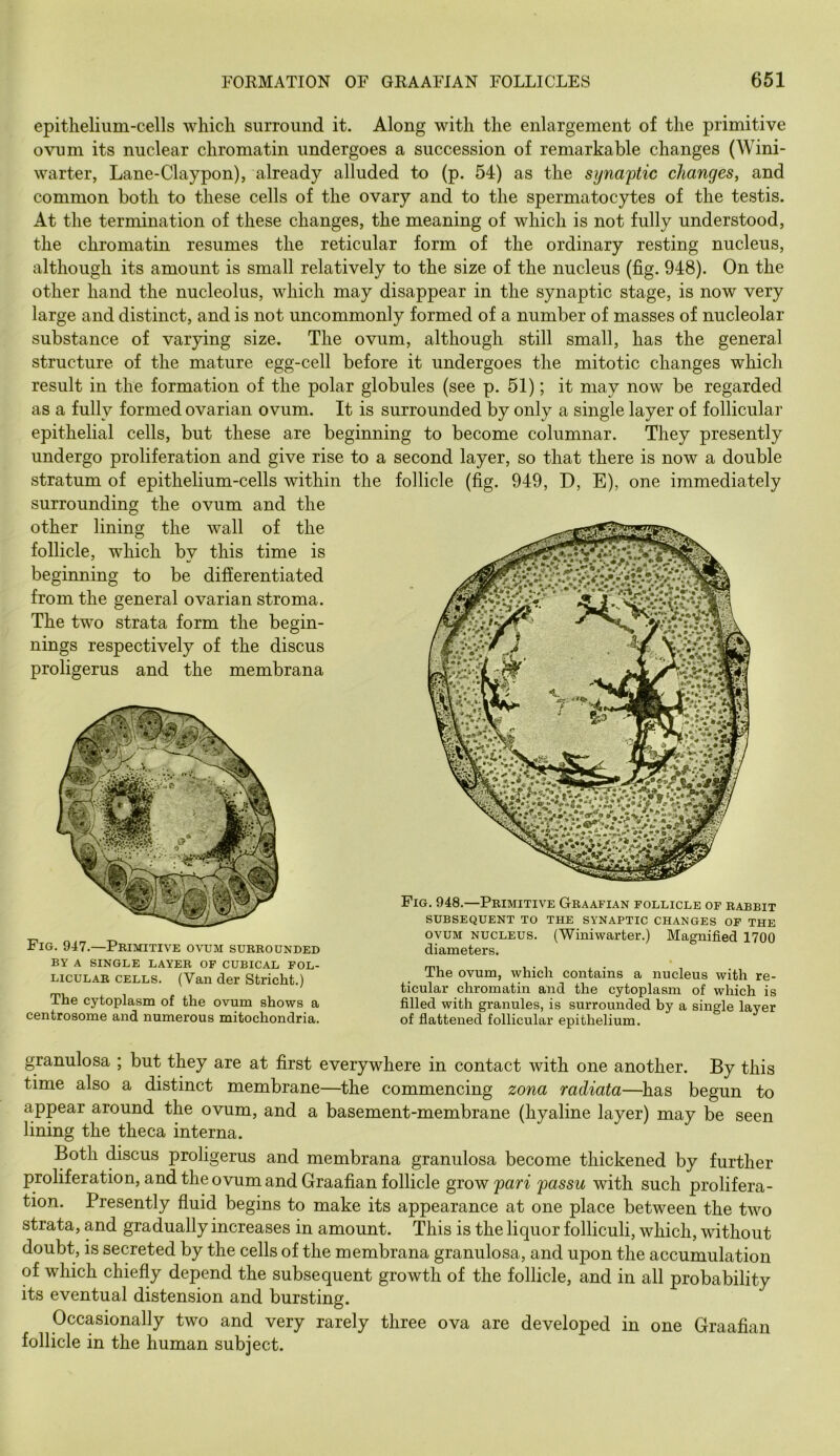 epithelium-cells which surround it. Along with the enlargement of the primitive ovum its nuclear chromatin undergoes a succession of remarkable changes (Wini- warter, Lane-Claypon), already alluded to (p. 54) as the syna'ptic changes, and common both to these cells of the ovary and to the spermatocytes of the testis. At the termination of these changes, the meaning of which is not fully understood, the chromatin resumes the reticular form of the ordinary resting nucleus, although its amount is small relatively to the size of the nucleus (fig. 948). On the other hand the nucleolus, which may disappear in the synaptic stage, is now very large and distinct, and is not uncommonly formed of a number of masses of nucleolar substance of varying size. The ovum, although still small, has the general structure of the mature egg-cell before it undergoes the mitotic changes which result in the formation of the polar globules (see p. 51); it may now be regarded as a fully formed ovarian ovum. It is surrounded by only a single layer of follicular epithelial cells, but these are beginning to become columnar. They presently undergo proliferation and give rise to a second layer, so that there is now a double stratum of epithelium-cells within the follicle (fig. 949, D, E), one immediately surrounding the ovum and the other lining the wall of the follicle, which by this time is beginning to be differentiated from the general ovarian stroma. The two strata form the begin- nings respectively of the discus proligerus and the membrana Fig. 947.—Peimitive ovum subbounded Fig. 948.—Pbimitive Gbaafian follicle of babbit SUBSEQUENT TO THE SYNAPTIC CHANGES OP THE OVUM NUCLEUS. (Winiwarter.) Magnified 1700 diameters. BY A SINGLE LAYEB OF CUBICAL POL- LicuLAB CELLS. (Van der Stricht.) The cytoplasm of the ovum shows a centrosome and numerous mitochondria. The ovum, which contains a nucleus with re- ticular chromatin and the cytoplasm of which is filled with granules, is surrounded by a single layer of flattened follicular epithelium. granulosa ; but they are at first everywhere in contact with one another. By this time also a distinct membrane—the commencing zona radiata—has begun to appear around the ovum, and a basement-membrane (hyaline layer) may be seen lining the theca interna. Both discus proligerus and membrana granulosa become thickened by further proliferation, and the ovum and Graafian follicle grow pan passu with such prolifera- tion. Presently fluid begins to make its appearance at one place between the two strata, and gradually increases in amount. This is the liquor folliculi, which, without doubt, is secreted by the cells of the membrana granulosa, and upon the accumulation of which chiefly depend the subsequent growth of the follicle, and in all probability its eventual distension and bursting. Occasionally two and very rarely three ova are developed in one Graafian follicle in the human subject.