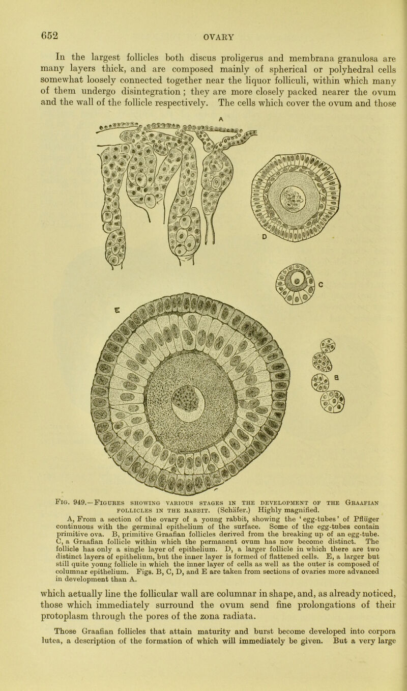In the largest follicles both discus proligerus and membrana granulosa are many layers thick, and are composed mainly of spherical or polyhedral cells somewhat loosely connected together near the liquor folliculi, within which many of them undergo disintegration; they are more closely packed nearer the ovum and the wall of the follicle respectively. The cells which cover the ovum and those which actually line the follicular wall are columnar in shape, and, as already noticed, those which immediately surround the ovum send fine prolongations of their protoplasm through the pores of the zona radiata. Those Graafian follicles that attain maturity and burst become developed into corpora lutca, a description of the formation of which will immediately be given. But a very large Fig. 949.—Figubes showing vakious stages in the development op the Gkaafian FOLLICLES IN THE BABBIT. (Schiifer.) Highly magnified. A, From a section of the ovary of a young rabbit, showing the ‘ egg-tubes ’ of Pfliiger continuous with the germinal epithelium of the surface. Some of the egg-tubes contain primitive ova. B, primitive Graafian follicles derived from the breaking up of an egg-tube. C, a Graafian follicle within which the permanent ovum has now become distinct. The follicle has only a single layer of epithelium. D, a larger follicle in which there are two distinct layers of epithelium, but the inner layer is formed of flattened cells. E, a larger but still quite young follicle in which the inner layer of cells as well as the outer is composed of columnar epithelium. Figs. B, C, D, and E are taken from sections of ovaries more advanced in development than A.