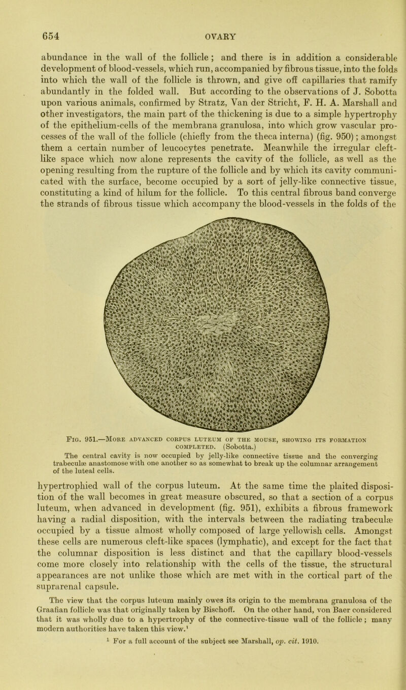 abundance in the wall of the follicle ; and there is in addition a considerable development of blood-vessels, which run, accompanied by fibrous tissue, into the folds into which the wall of the follicle is thrown, and give off capillaries that ramify abundantly in the folded wall. But according to the observations of J. Sobotta upon various animals, confirmed by Stratz, Van der Stricht, F. H. A. Marshall and other investigators, the main part of the thickening is due to a simple hypertrophy of the epithelium-cells of the membrana granulosa, into which grow vascular pro- cesses of the wall of the follicle (chiefly from the theca interna) (fig. 950); amongst them a certain number of leucocytes penetrate. Meanwhile the irregular cleft- like space which now alone represents the cavity of the follicle, as well as the opening resulting from the rupture of the follicle and by which its cavity communi- cated with the surface, become occupied by a sort of jelly-like connective tissue, constituting a kind of hilum for the follicle. To this central fibrous band converge the strands of fibrous tissue which accompany the blood-vessels in the folds of the Fig. 951.—Mobe advanced cobpus luteum: of the mouse, showing its fokmation COMPLETED. (Sobotta.) The central cavity is now occupied by jelly-like connective tissue and the converging trabeculae anastomose with one another so as somewhat to break up the columnar arrangement of the luteal cells. hypertrophied wall of the corpus luteum. At the same time the plaited disposi- tion of the wall becomes in great measure obscured, so that a section of a corpus luteum, when advanced in development (fig. 951), exhibits a fibrous framework having a radial disposition, with the intervals between the radiating trabeculae occupied by a tissue almost wholly composed of large yellowish cells. Amongst these cells are numerous cleft-like spaces (lymphatic), and except for the fact that the columnar disposition is less distinct and that the capillary blood-vessels come more closely into relationship with the cells of the tissue, the structural appearances are not unlike those which are met with in the cortical part of the suprarenal capsule. The view that the corpus luteum mainly owes its origin to the membrana granulosa of the Graafian follicle was that originally taken by Bischoff. On the other hand, von Baer considered that it was wholly due to a hypertrophy of the connective-tissue wall of the follicle; many modern authorities have taken this view.' ^ For a full account of the subject see Marshall, op. cit. 1910.