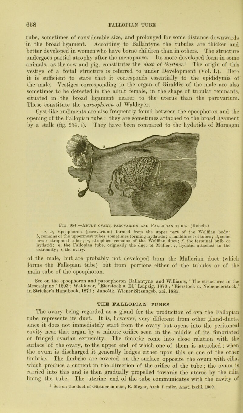 tube, sometimes of considerable size, and prolonged for some distance downwards in the broad ligament. According to Ballantyne the tubules are thicker and better developed in women who have borne children than in others. The structure undergoes partial atrophy after the menopause. Its more developed form in some animals, as the cow and pig, constitutes the duct of Gartner.' The origin of this vestige of a foetal structure is referred to under Development (Vol. I.). Here it is sufficient to state that it corresponds essentially to the epididymis of the male. Vestiges corresponding to the organ of Giraldes of the male are also sometimes to be detected in the adult female, in the shape of tubular remnants, situated in the broad ligament nearer to the uterus than the parovarium. These constitute the paroophoron of Waldeyer. Cyst-like rudiments are also frequently found between the epoophoron and the opening of thn Fallopian tube : they are sometimes attached to the broad ligament by a stalk (fig. 954, ^). They have been compared to the hydatids of Morgagni Fig. 954.—Adult ovary, parovarium and Fallopian tube. (Kobelt.) a, a, Epoophoron (parovarium) formed from the upper part of the Wolffian body; b, remains of the uppermost tubes, sometimes forming hydatids ; c, middle set of tubes ; d, some lower atrophied tubes; e, atrophied remains of the Wolffian duct; /, the terminal bulb or hydatid; h, the Fallopian tube, originally the duct of Miiller; i, hydatid attached to the extremity ; I, the ovary. of the male, but are probably not developed from the Mullerian duct (which forms the Fallopian tube) but from portions either of the tubules or of the main tube of the epoophoron. See on the epoophoron and paroophoron Ballantyne and Williams, ‘ The structures in the Mesosalpinx,’ 1893 ; Waldeyer, ‘ Eierstock u. Ei,’ Leipzig, 1870 ; ‘ Eierstock u. Nebeneierstock,’ in Strieker’s Handbook, 1871 ; Janosik, Wiener Sitzungsb. xci. 1885. THE FALLOPIAN TUBES The ovary being regarded as a gland for the production of ova the Fallopian tube represents its duct. It is, however, very different from other gland-ducts, since it does not immediately start from the ovary but opens into the peritoneal cavity near that organ by a minute orifice seen in the middle of its fimbriated or fringed ovarian extremity. The fimbrige come into close relation with the surface of the ovary, to the upper end of which one of them is attached ; when the ovum is discharged it generally lodges either upon this or one of the other fimbria). The fimbrise are covered on the surface opposite the ovum with cilia, which produce a current in the direction of the orifice of the tube ; the ovum is carried into this and is then gradually propelled towards the uterus by the cilia lining the tube. The uterine end of the tube communicates with the cavity of ^ See on the duct of Giirtner in man, R. Meyer, Arch. f. mikr. Anat. Ixxiii. 19U9.