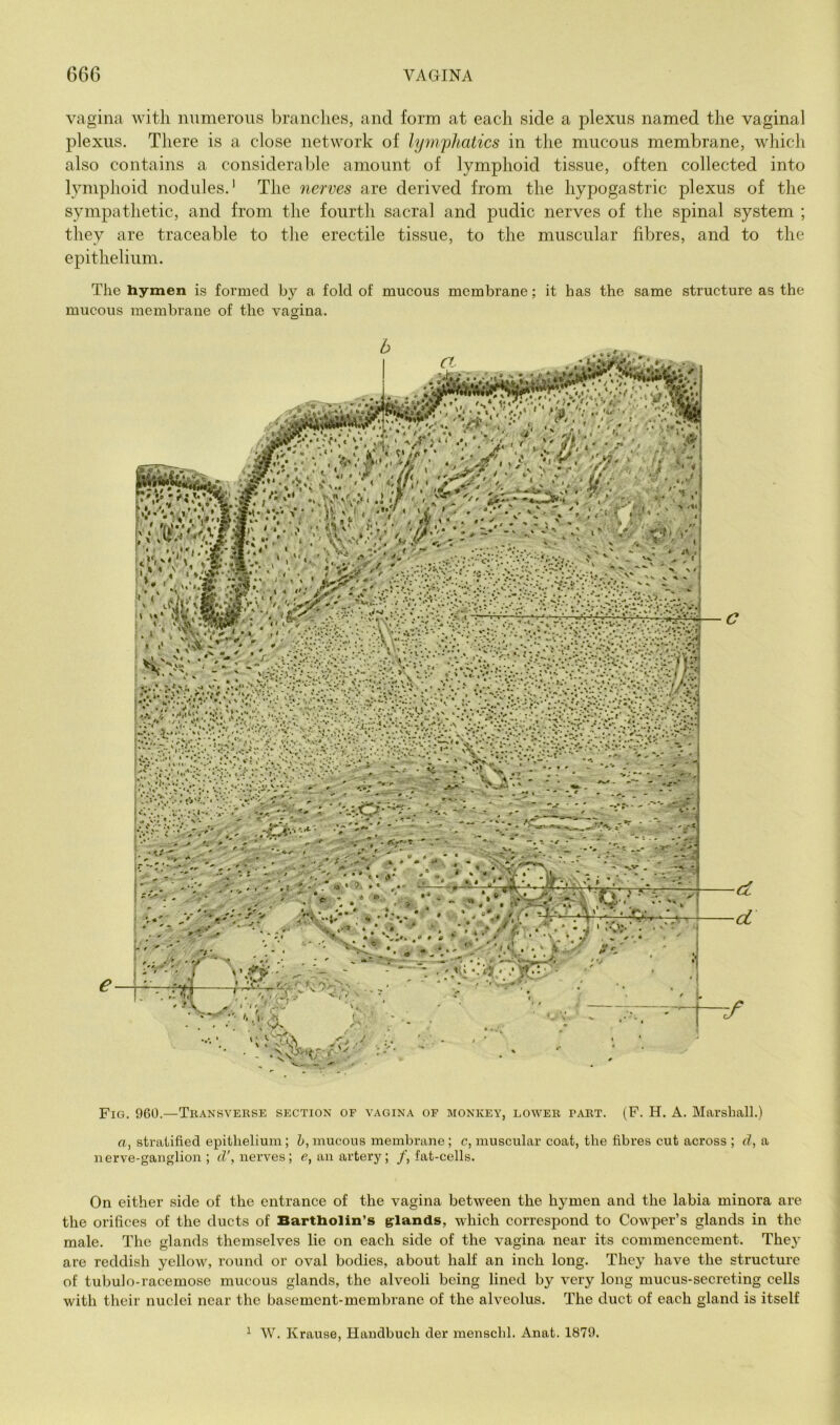 vagina with numerous branches, and form at each side a plexus named the vaginal plexus. There is a close network of lympJtatics in the mucous membrane, which also contains a considerable amount of lymphoid tissue, often collected into lymphoid nodules.' The nerves are derived from the hypogastric plexus of the sympathetic, and from the fourth sacral and pudic nerves of the spinal system ; they are traceable to the erectile tissue, to the muscular fibres, and to the epithelium. The hymen is formed by a fold of mucous membrane; it has the same structure as the mucous membrane of the vagina. Fig. 960.—Tiiansverse section of vagina op monkey, lower part. (F. H. A. Marshall.) o, stratified epithelium; h, mucous membrane ; c, muscular coat, the fibres cut across ; d, a nerve-ganglion; iZ', nerves ; e, an artery ; /, fat-cells. On either side of the entrance of the vagina between the hymen and the labia minora are the orifices of the ducts of Bartholin’s grla^nds, which correspond to Cowper’s glands in the male. The glands themselves lie on each side of the vagina near its commencement. The}' are reddish yellow, round or oval bodies, about half an inch long. They have the structure of tubulo-racemose mucous glands, the alveoli being lined by very long mucus-secreting eells with their nuclei near the basement-membrane of the alveolus. The duct of each gland is itself ^ W. Krause, Haiidbucli der mensclil. Anat. 1879.