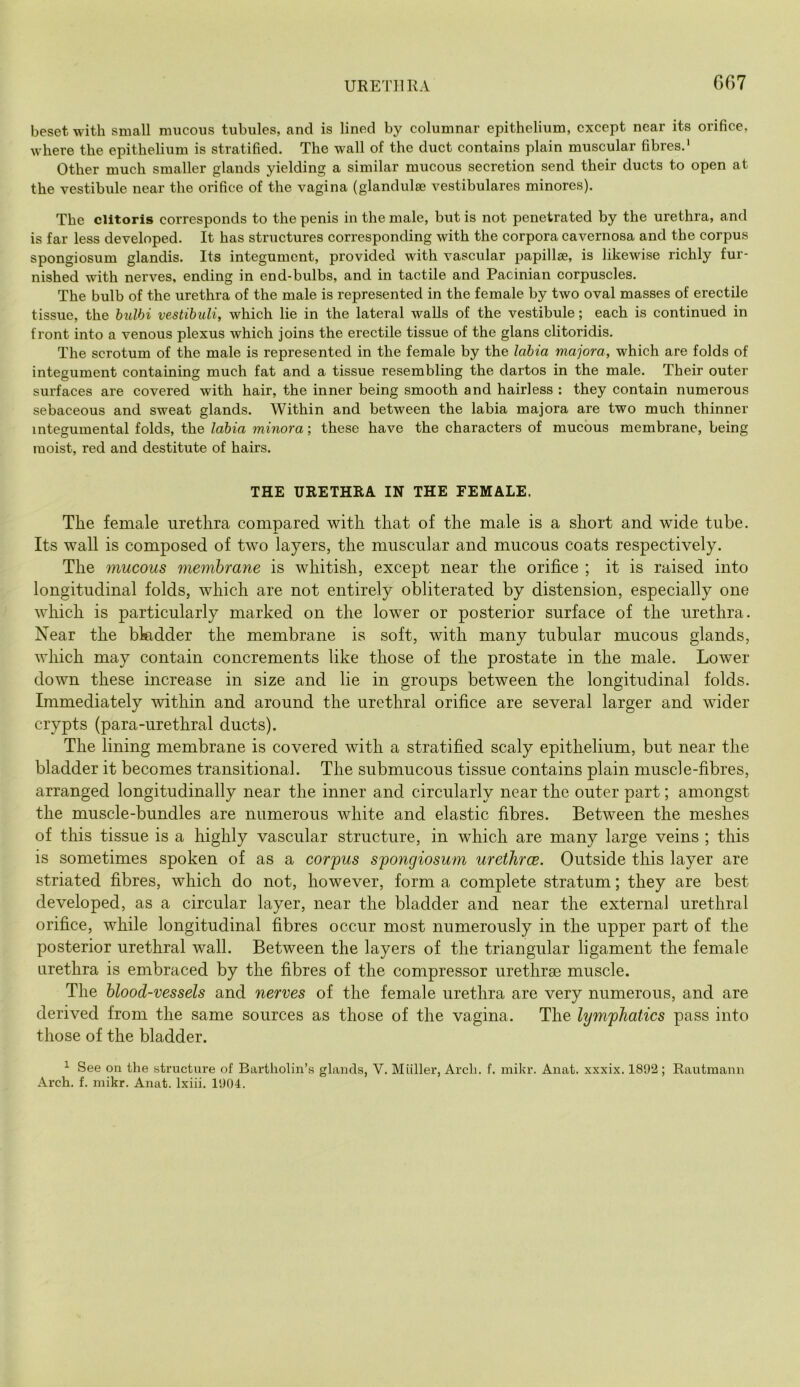 URETHRA 007 beset with small mucous tubules, and is lined by columnar epithelium, except near its orifice, where the epithelium is stratified. The wall of the duct contains plain muscular fibres.' Other much smaller glands yielding a similar mucous secretion send their ducts to open at the vestibule near the orifice of the vagina (glandulee vestibulares minores). The clitoris corresponds to the penis in the male, but is not penetrated by the urethra, and is far less developed. It has structures corresponding with the corpora cavernosa and the corpus spongiosum glandis. Its integument, provided with vascular papillse, is likewise richly fur- nished with nerves, ending in end-bulbs, and in tactile and Pacinian corpuscles. The bulb of the urethra of the male is represented in the female by two oval masses of erectile tissue, the hulbi vestibiili, which lie in the lateral walls of the vestibule; each is continued in front into a venous plexus which joins the erectile tissue of the glans clitoridis. The scrotum of the male is represented in the female by the labia majora, which are folds of integument containing much fat and a tissue resembling the dartos in the male. Their outer surfaces are covered with hair, the inner being smooth and hairless : they contain numerous sebaceous and sweat glands. Within and between the labia majora are two much thinner integumental folds, the labia minora; these have the characters of mucous membrane, being moist, red and destitute of hairs. THE URETHRA IN THE FEMALE. Tlie female urethra compared with that of the male is a short and wide tube. Its wall is composed of two layers, the muscular and mucous coats respectively. The mucous membrane is whitish, except near the orifice ; it is raised into longitudinal folds, which are not entirely obliterated by distension, especially one which is particularly marked on the lower or posterior surface of the urethra. Near the bkdder the membrane is soft, with many tubular mucous glands, which may contain concrements like those of the prostate in the male. Lower down these increase in size and lie in groups between the longitudinal folds. Immediately within and around the urethral orifice are several larger and wider crypts (para-urethral ducts). The lining membrane is covered with a stratified scaly epithelium, but near the bladder it becomes transitional. The submucous tissue contains plain muscle-fibres, arranged longitudinally near the inner and circularly near the outer part; amongst the muscle-bundles are numerous white and elastic fibres. Between the meshes of this tissue is a highly vascular structure, in which are many large veins ; this is sometimes spoken of as a cor'pus spongiosum ureihroe. Outside this layer are striated fibres, which do not, however, form a complete stratum; they are best developed, as a circular layer, near the bladder and near the external urethral orifice, while longitudinal fibres occur most numerously in the upper part of the posterior urethral wall. Between the layers of the triangular ligament the female urethra is embraced by the fibres of the compressor urethrae muscle. The blood-vessels and nerves of the female urethra are very numerous, and are derived from the same sources as those of the vagina. The lymphatics pass into those of the bladder. See on the structure of Bartholin’s glands, V. Miiller, Arch, f, mikr. Anat. xxxix. 1892; Rautmann Arch, f. mikr. Anat. Ixiii. 1904.