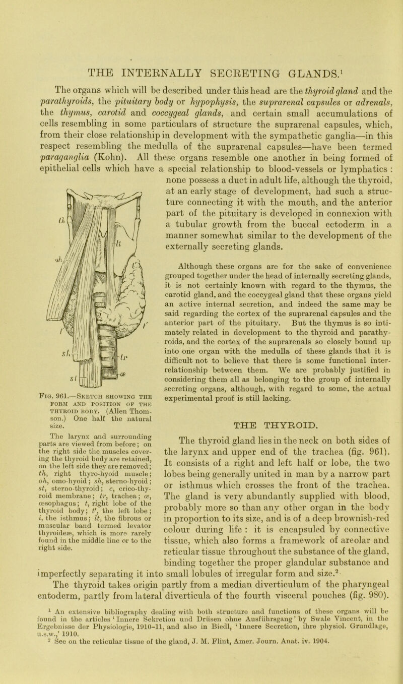 THE INTERNALLY SECRETING GLANDS.’ The organs which will be described under this head B,Te the thyroid gland and the parathyroids, the pituitary body or hypophysis, the suprarenal capsules or adrenals, the thymus, carotid and coccygeal glands, and certain small accumulations of cells resembling in some particulars of structure the suprarenal capsules, which, from their close relationship in development with the sympathetic ganglia—in this respect resembling the medulla of the suprarenal capsules—have been termed paraganglia (Kohn). All these organs resemble one another in being formed of epithelial cells which have a special relationship to blood-vessels or lymphatics : none possess a duct in adult life, although the thyroid, at an early stage of development, had such a struc- ture connecting it with the mouth, and the anterior part of the pituitary is developed in connexion with a tubular growth from the buccal ectoderm in a manner somewhat similar to the development of the externally secreting glands. Although these organs are for the sake of convenience grouped together under the head of internally secreting glands, it is not certainly known with regard to the thymus, the carotid gland, and the coccygeal gland that these organs yield an active internal secretion, and indeed the same may be said regarding the cortex of the suprarenal capsules and the anterior part of the pituitary. But the thymus is so inti- mately related in development to the thyroid and parathy- roids, and the cortex of the suprarenals so closely bound up into one organ with the medulla of these glands that it is difficult not to believe that there is some functional inter- relationship between them. We are probably justified in considering them all as belonging to the group of internally secreting organs, although, with regard to some, the actual experimental proof is still lacldng. THE THYROID. The thyroid gland lies in the neck on both sides of the larynx and upper end of the trachea (fig. 961). It consists of a right and left half or lobe, the two lobes being generally united in man by a narrow part or isthmus which crosses the front of the trachea. The gland is very abundantly supplied with blood, probably more so than any other organ in the body in proportion to its size, and is of a deep brownish-red colour during life : it is encapsuled by connective tissue, which also forms a framework of areolar and reticular tissue throughout the substance of the gland, binding together the proper glandular substance and imperfectly separating it into small lobules of irregular form and size.^ The thyroid takes origin partly from a median diverticulum of the pharyngeal entoderm, partly from lateral diverticula of the fourth visceral pouches (fig. 980). ^ An extensive bibliography dealing with both structure and functions of these organs will be found in the articles ‘ Innere Sekretion und Dritsen ohne Ausfiihrsgang ’ by Swale Vincent, in the Ergebnisse der Physiologie, 1910-11, and also in Biedl, ‘Innere Secretion, ihre jihysiol. Grundlage, u.s.w.,’ 1910. - See on the reticular tissue of the gland, J. M. Flint, Amer. Journ. Anat. iv. 1901. Fig. 961.— Sketch showing the FOKM AND POSITION OF THE THYROID BODY. (Allen Thom- son.) One half the natural size. The larynx and surrounding parts are viewed from before; on the right side the muscles cover- ing the thyroid body are retained, on the left side they are removed; th, right thyro-hyoid muscle; oh, omo-hyoid ; sh, sterno-hyoid ; st, sterno-thyroid; c, crico-thy- roid membrane ; tr, trachea ; oe, oesophagus; t, right lobe of the thyroid body; t', the left lobe ; i, the isthmus; It, the fibrous or muscular band termed levator thyroidete, which is more rai’ely found in the middle line or to the right side.