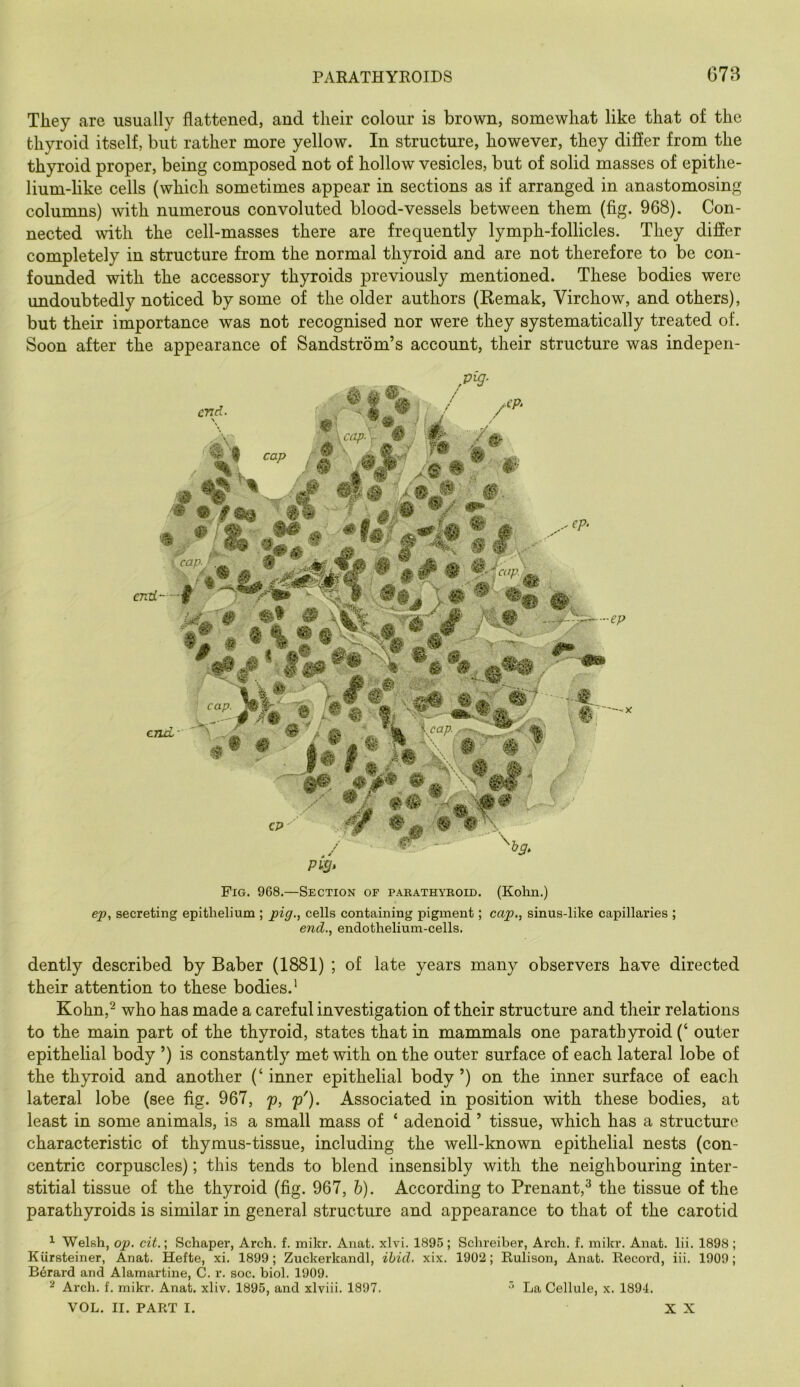 They are usually flattened, and their colour is brown, somewhat like that of the thyroid itself, but rather more yellow. In structure, however, they differ from the thyroid proper, being composed not of hollow vesicles, but of solid masses of epithe- lium-like cells (which sometimes appear in sections as if arranged in anastomosing columns) with numerous convoluted blood-vessels between them (fig. 968). Con- nected with the cell-masses there are frequently lymph-follicles. They differ completely in structure from the normal thyroid and are not therefore to be con- founded with the accessory thyroids previously mentioned. These bodies were undoubtedly noticed by some of the older authors (Remak, Virchow, and others), but their importance was not recognised nor were they systematically treated of. Soon after the appearance of Sandstrom’s account, their structure was indepen- Fig. 968.—Section of pabathyroid, (Kohn.) ep, secreting epithelium ; pig., cells containing pigment; cap., sinus-like capillaries ; end., endothelium-cells. dently described by Baber (1881) ; of late years many observers have directed their attention to these bodies.* Kohn,^ who has made a careful investigation of their structure and their relations to the main part of the thyroid, states that in mammals one parathyroid (‘ outer epithelial body ’) is constantly met with on the outer surface of each lateral lobe of the thyroid and another (‘inner epithelial body’) on the inner surface of each lateral lobe (see fig. 967, p, p'). Associated in position with these bodies, at least in some animals, is a small mass of ‘ adenoid ’ tissue, which has a structure characteristic of thymus-tissue, including the well-known epithelial nests (con- centric corpuscles); this tends to blend insensibly with the neighbouring inter- stitial tissue of the thyroid (fig. 967, h). According to Prenant,^ the tissue of the parathyroids is similar in general structure and appearance to that of the carotid ^ Welsh, op. cit.; Schaper, Arch. f. mikr. Anat. xlvi. 1895 ; Schreiber, Arch. f. mikr. Anat. lii. 1898 ; Kiirsteiner, Anat. Hefte, xi. 1899; Zuckerkandl, ibid. xix. 1902; Rulison, Anat. Record, iii. 1909; Berard and Alamartine, C. r. soc. biol. 1909. ^ Arch. f. mikr. Anat. xliv. 1895, and xlviii. 1897. •' La Cellule, x. 1894. VOL. II. PART I. X X