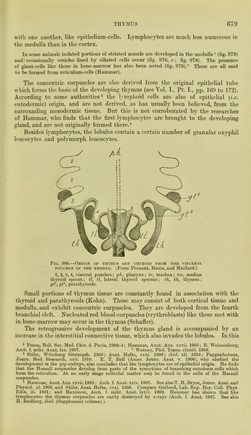 with one another, like epithelium-cells. Lymphocytes are much less numerous in the medulla than in the cortex. In some animals isolated portions of striated muscle are developed in the medulla ‘ (fig. 978) andl occasionally vesicles lined by ciliated cells occur (fig. 976, c ; fig. 978). The presence of giant-ceUs like those in bone-marrow has also been noted (fig. 979).^ These are all said to be formed from reticulum-cells (Hammar). The concentric corpuscles are also derived from the original epithelial tube which forms the basis of the developing thymus (see Vol. I., Pt. I., pp. 169 to 172). According to some authorities^ the lymphoid cells are also of epithelial {i.c. entodermic) origin, and are not derived, as has usually been believed, from the surrounding mesodermic tissue. But this is not corroborated by the researches of Hammar, who finds that the first lymphocytes are brought to the developing gland, and are not originally formed there. Besides lymphocytes, the lobules contain a certain number of granular oxyphil leucocytes and polymorph leucocytes. Fig. 980.—Okigin of thymus and thyeoid fkom the viscebal POUCHES OF THE EMBRYO. (From Prenant, Bouin, and Maillard.) 1, 2, 3, 4, visceral pouches; p/i, pharynx; tr, trachea; t?n, median thyroid sprout; tl, tl, lateral thyroid sprouts; th, tJi, thymus; gt^, gt-, parathyroids. Small portions of thymus tissue are constantly found in association with the thyroid and parathyroids (Kohn). These may consist of both cortical tissue and medulla, and exhibit concentric corpuscles. They are developed from the fourth branchial cleft. Nucleated red blood-corpuscles (erythroblasts) like those met with in bone-marrow may occur in the thymus (Schaffer). The retrogressive development of the thymus gland is accompanied by an increase in the interstitial connective tissue, which also invades the lobules. In this ^ Pensa, Boll. Soc. Med. Chir. d. Pavia, 1902-4; Hammar, Anat. Anz. xxvii. 1905; R. Weissenberg, Arch. f. mikr. Anat. Ixx. 1907. ^ Watuey, Phil. Trans, clxxiii. 1883. ^ Stohr, Wurzburg Sitzungsb. 1905; Anat. Hefte, xxxi. 1906; ibid. xli. 1910; Pappenheimer, Journ. Med. Research, xxii. 1910. E. T. Bell (Amer. Journ. Anat. v. 1906), who studied the development in the pig-embryo, also concludes that the lymphocytes are of epithelial origin. He finds that the Hassall corpuscles develop from parts of the syncytium of branching entoderm cells which form the reticulum. At an early stage colloidal matter may be found in the cells of the Hassall corpuscles. ^ Hammar, Anat. Anz. xxvii. 1905 ; Arch. f. Anat. xxix. 1907. See also T. H. Bryce, Journ. Anat. and Physiol, xl. 1906, and Stohr, Anat. Hefte, xxxi. 1906. Compare Gulland, Lab. Rep. Roy. Coll. Phys Edin. iii. 1891; and Maximow, Arch. f. mikr. Anat. Ixxiv. 1909. Hammar has shown that like lymphocytes the thymus corpuscles are easily destroyed by a;-rays (Arch. f. Anat. 1907. See also H. Rudberg, ibid. (Supplement volume) ).
