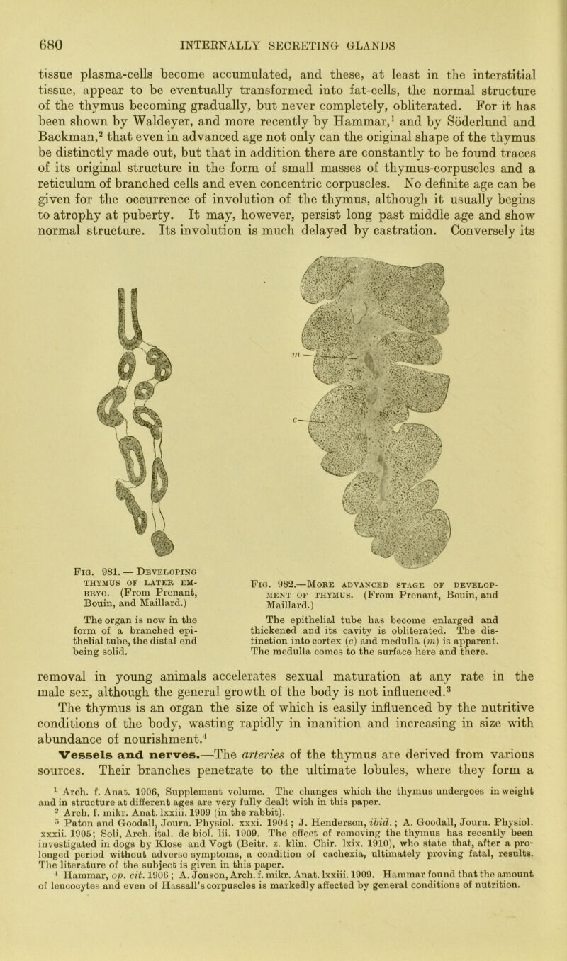 tissue plasma-cells become accumulated, and these, at least in the interstitial tissue, appear to be eventually transformed into fat-cells, the normal structure of the thymus becoming gradually, but never completely, obliterated. For it has been shown by Waldeyer, and more recently by Hammar,’ and by Soderlund and Backman,^ that even in advanced age not only can the original shape of the thymus be distinctly made out, but that in addition there are constantly to be found traces of its original structure in the form of small masses of thymus-corpuscles and a reticulum of branched cells and even concentric corpuscles. No definite age can be given for the occurrence of involution of the thymus, although it usually begins to atrophy at puberty. It may, however, persist long past middle age and show normal structure. Its involution is much delayed by castration. Conversely its Fig. 981. — Developing THYMUS OF LATER EM- BRYO. (From Prenant, Bouin, and Maillard.) The organ is now in the form of a branched epi- thelial tube, the distal end being solid. Fig. 982.—More advanced stage of develop- ment OF THYMUS. (From Prenant, Bouin, and Maillard.) The epithelial tube has become enlarged and thickened and its cavity is obliterated. The dis- tinction into cortex (c) and medulla (m) is apparent. The medulla comes to the surface here and there. removal in young animals accelerates sexual maturation at any rate in the male sex, although the general growth of the body is not influenced.^ The thymus is an organ the size of which is easily influenced by the nutritive conditions of the body, wasting rapidly in inanition and increasing in size with abundance of nourishment.* Vessels and nerves.—The arteries of the thymus are derived from various sources. Their branches penetrate to the ultimate lobules, where they form a ^ Arch. f. Anat. 1906, Supplement volume. The changes which the thymus undergoes in weight and in structure at different ages are very fully dealt with in this paper. ^ Arch. f. mikr. Anat. Ixxiii. 1909 (in the rabbit). •' Paton and Goodall, Journ. Physiol, xxxi. 1904 ; J. Henderson, ibid.; A. Goodall, Journ. Physiol, xxxii. 1905; Soli, Arch. ital. de biol. lii. 1909. The effect of removing the thymus has recently been investigated in dogs by Klose and Vogt (Beitr. z. klin. Chir. Ixix. 1910), who state that, after a pro- longed period without adverse symptoms, a condition of cachexia, ultimately proving fatal, results. The literature of the subject is given in this paper. ^ Hammar, oj). cit. 1906 ; A. Jonson, Arch. f. mikr. Anat. Ixxiii. 1909. Hammar found that the amount of leucocytes and even of Hassall’s corpuscles is markedly affected by general conditions of nutrition.