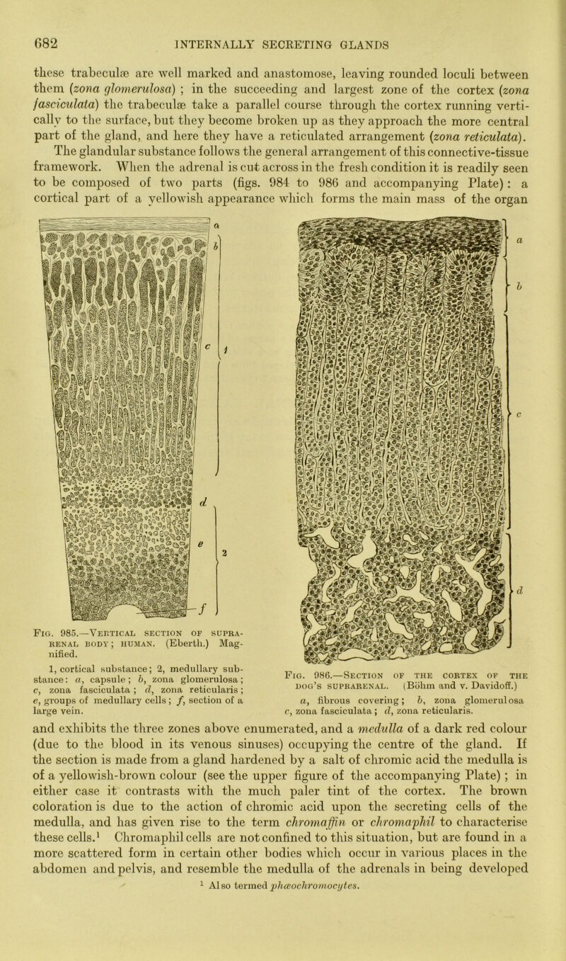 these trabeciilfe arc well marked and anastomose, leaving rounded loculi between them {zona glomerulosa) ; in the succeeding and largest zone of the cortex {zona jasciculata) the trabeculae take a parallel course through the cortex running verti- cally to the surface, but they become broken up as they approach the more central part of the gland, and here they have a reticulated arrangement {zona reticulata). The glandular substance follows the general arrangement of this connective-tissue framework. When the adrenal is cut across in the fresh condition it is readily seen to be composed of two parts (figs. 984 to 986 and accompanying Plate): a cortical part of a yellowish appearance which forms the main mass of the organ Fig. 985.—Vertical section of supba- RENAL BODY; HUMAN. (Ebei’th.) Mag- nified. 1, cortical substance; 2, medullary sub- stance: a, capsule; &, zona glomerulosa; c, zona fasciculata ; cl, zona reticularis; e, groups of medullary cells; /, section of a large vein. Fig. 986.—Section dog’s SUPRARENAL a, fibrous covering; h, zona glomerulosa OF THE CORTEX OF THE (Bblim and v. Davidoff.) c, zona fasciculata ; d, zona reticularis. and exhibits the three zones above enumerated, and a medulla of a dark red colour (due to the blood in its venous sinuses) occupying the centre of the gland. If the section is made from a gland hardened by a salt of chromic acid the medulla is of a yellowish-brown colour (see the upper figure of the accompanying Plate) ; in either case it contrasts with the much paler tint of the cortex. The brown coloration is due to the action of chromic acid upon the secreting cells of the medulla, and has given rise to the term chromaffin or chroma'phil to characterise these cells.* Chromaphil cells are not confined to this situation, but are found in a more scattered form in certain other bodies which occur in various places in the abdomen and pelvis, and resemble the medulla of the adrenals in being developed ^ Also termed jdueochroiiiocijtes.