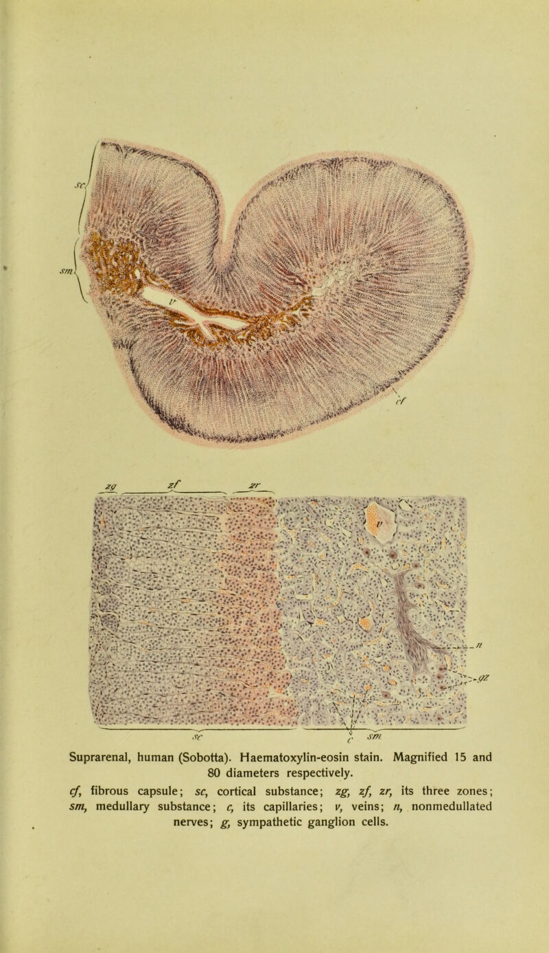 c sm Suprarenal, human (Sobotta). Haematoxylin-eosin stain. Magnified 15 and 80 diameters respectively. cf^ fibrous capsule; sr, cortical substance; zg, zf, zr, its three zones; sm, medullary substance; c, its capillaries; y, veins; n, nonmedullated nerves; g, sympathetic ganglion cells.