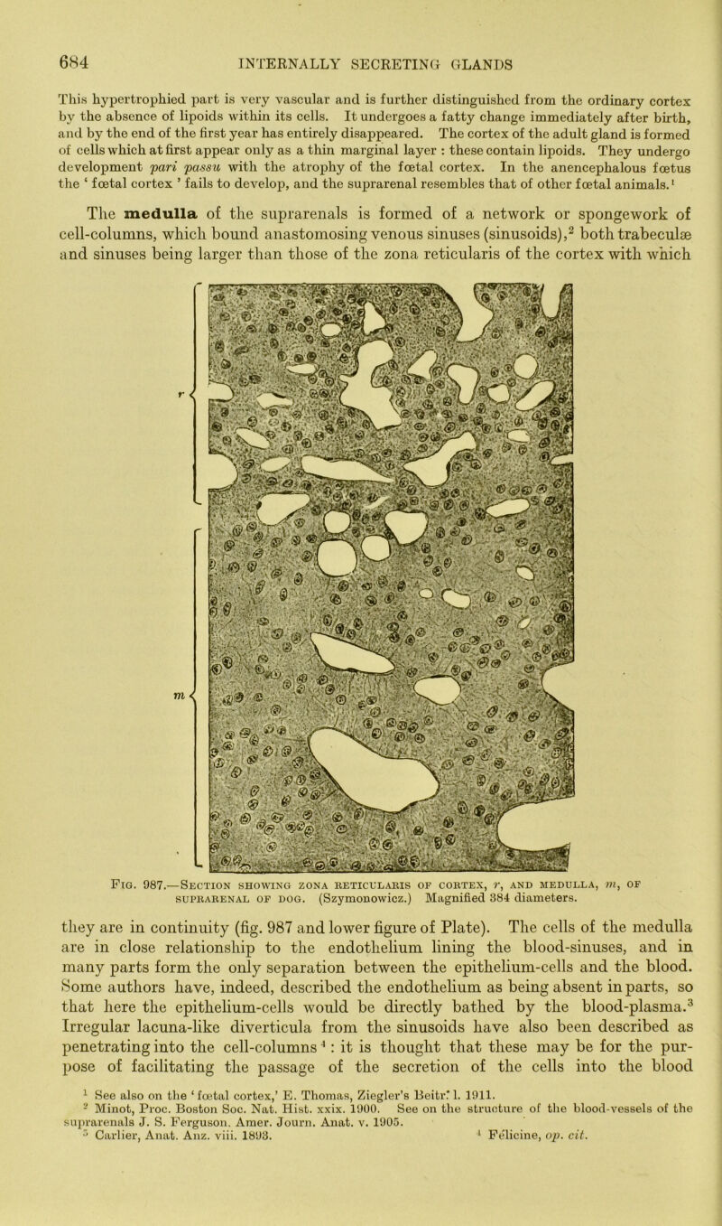 This hypertrophied part is very vascular and is further distinguished from the ordinary cortex by the absence of lipoids within its cells. It undergoes a fatty change immediately after birth, and by the end of the first year has entirely disappeared. The cortex of the adult gland is formed of cells which at first appear only as a thin marginal layer : these contain lipoids. They undergo development pan passu with the atrophy of the foetal cortex. In the anencephalous foetus the ‘ foetal cortex ’ fails to develoj), and the suprarenal resembles that of other foetal animals. ‘ The medulla of the suprarenals is formed of a network or spongework of cell-columns, which bound anastomosing venous sinuses (sinusoids),^ both trabeculae and sinuses being larger than those of the zona reticularis of the cortex with which Fig. 987.—Section showing zona eeticulahis of cobtex, r, and medulla, m, of SUPKABENAL OF DOG. (SzymoDowicz.) Magnified 384 diameters. they are in continuity (fig. 987 and lower figure of Plate). The cells of the medulla are in close relationship to the endothelium lining the blood-sinuses, and in many parts form the only separation between the epithelium-cells and the blood. Some authors have, indeed, described the endothelium as being absent in parts, so that here the epithelium-cells would be directly bathed by the blood-plasma.^ Irregular lacuna-like diverticula from the sinusoids have also been described as penetrating into the cell-columns ^: it is thought that these may be for the pur- pose of facilitating the passage of the secretion of the cells into the blood ^ See also on the ‘ foetal cortex,’ E. Thomas, Ziegler’s Beitr! 1. 1911. - Minot, Proc. Boston Soc. Nat. Hist. xxix. 1900. See on the structure of the blood-vessels of the supx’arenals J. S. Ferguson, Amer. Journ. Anat. v. 1905. Carlier, Anat. Anz. viii. 1893. ‘ Fcfiicine, op. cit.