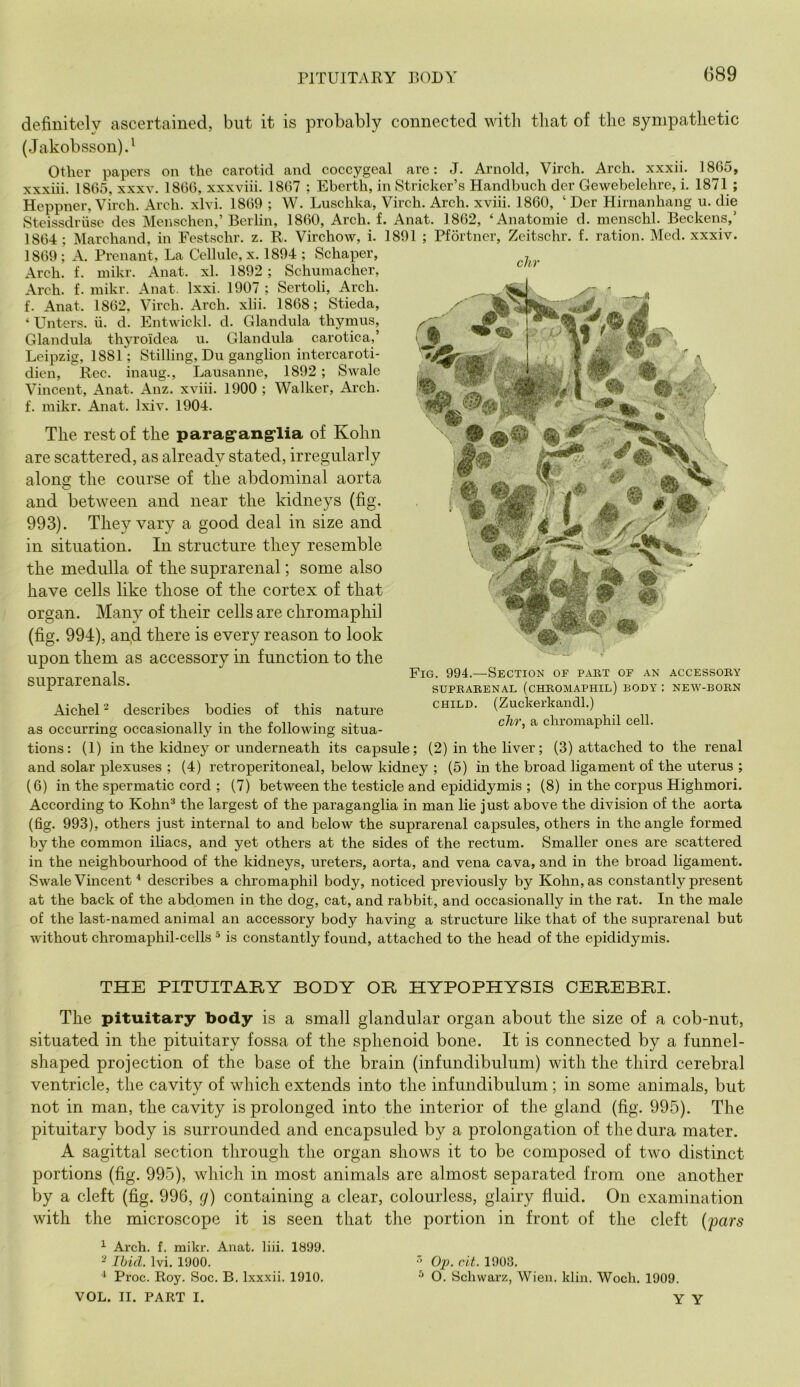 definitely ascertained, but it is probably connected with that of the sympathetic (Jakob sson).' Other papers on the carotid and coccygeal are: J. Arnold, Virch. Arch, xxxii. 1865, xxxiii. 1865, xxxv. 1866, xxxviii. 1867 ; Eberth, in Strieker’s Handbuch der Gewebelehre, i. 1871 ; Heppner, Virch. Arch. xlvi. 1869 ; W. Luschka, Virch. Arch, xviii. 1860, ‘ Der Hirnanhang u. die Steissdrusc des Menschen,’Berlin, 1860, Areh. f. Anat. 1862, ‘Anatomie d. menschl. Beckens,’ 1864; Marchand, in Festschr. z. R. Virchow, i. 1891 ; Pfortner, Zeitschr. f. ration. Med. xxxiv. 1869 ; A. Prenant, La Cellule, x. 1894 ; Schaper, Arch. f. mikr. Anat. xl. 1892 ; Schumacher, Arch. f. inikr. Anat. Ixxi. 1907 ; Sertoli, Arch, f. Anat. 1862, Virch. Arch. xlii. 1868; Stieda, ‘ Enters, ii. d. Entwickl. d. Glandula thymus, Glandula thyroidca u. Glandula carotica,’ Leipzig, 1881; Stilling, Du ganglion intercaroti- dien, Rec. inaug., Lausanne, 1892 ; Swale Vincent, Anat. Anz. xviii. 1900 ; Walker, Areh. f. mikr. Anat. Ixiv. 1904. The rest of the parag'ang'lia of Kohn are scattered, as already stated, irregularly along the course of the abdominal aorta and between and near the kidneys (fig. 993). They vary a good deal in size and in situation. In structure they resemble the medulla of the suprarenal; some also have cells like those of the cortex of that organ. Many of their cells are chromapliil (fig. 994), and there is every reason to look upon them as accessory in function to the suprarenals. Aichel describe>s bodies of this nature as occurring occasionally in the following situa- tions: (1) in the kidney or underneath its capsule; (2) in the liver; (3) attached to the renal and solar plexuses ; (4) retroperitoneal, below kidney ; (5) in the broad ligament of the uterus ; (6) in the spermatic cord ; (7) between the testicle and epididymis ; (8) in the corpus Highmori. According to Kohn^ the largest of the paraganglia in man lie just above the division of the aorta (fig. 993), others just internal to and below the suprarenal capsules, others in the angle formed by the common ihacs, and yet others at the sides of the rectum. Smaller ones are scattered in the neighbourhood of the kidneys, ureters, aorta, and vena cava, and in the broad ligament. Swale Vincent describes a chromaphil body, noticed previously by Kohn, as constantly present at the back of the abdomen in the dog, cat, and rabbit, and occasionally in the rat. In the male of the last-named animal an accessory body having a structure like that of the suprarenal but without chromaphil-cells ^ is constantly found, attached to the head of the epididymis. THE PITUITARY BODY OB HYPOPHYSIS CEREBBI. The pituitary body is a small glandular organ about the size of a cob-nut, situated in the pituitary fossa of the sphenoid bone. It is connected by a funnel- shaped projection of the base of the brain (infundibulum) with the third cerebral ventricle, the cavity of which extends into the infundibulum; in some animals, but not in man, the cavity is prolonged into the interior of the gland (fig. 995). The pituitary body is surrounded and encapsuled by a prolongation of the dura mater. A sagittal section through the organ shows it to be composed of two distinct portions (fig. 995), which in most animals are almost separated from one another by a cleft (fig. 996, (/) containing a clear, colourless, glairy fluid. On examination with the microscope it is seen that the portion in front of the cleft (pars ^ Arch. f. mikr. Anat. liii. 1899. - Ihid. Ivi. 1900. ■' Oj). ('ll. 1903. ^ Proc. Roy. Soc. B. Ixxxii. 1910. ^ O. Schwarz, Wien. klin. Woch. 1909. VOL. II. PART I. Y Y clir Fig. 994.—Section of pabt of an accessoby SUPBABENAL (cHBOMAPHIL) BODY : NEW-BOBN CHILD. (Zuckerkandl.) chr, a chromaphil cell.