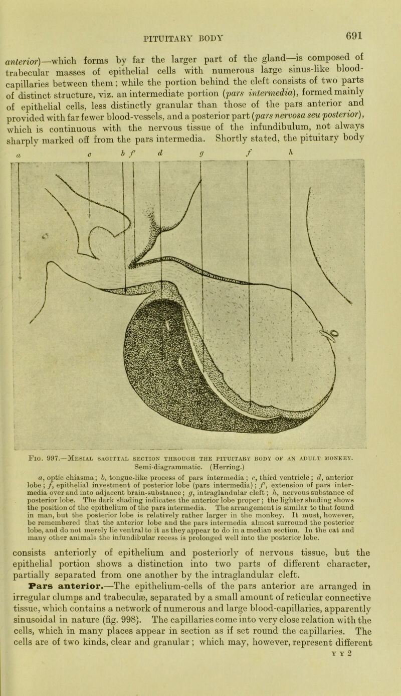a»^enor)—which forms by far the larger part of the gland—is composed of trabecular masses of epithelial cells with numerous large sinus-like blood- capillaries between them; while the portion behind the cleft consists of two parts of distinct structure, viz. an intermediate portion {fars intermedia), formed mainly of epithelial cells, less distinctly granular than those of the pars anterior and provided with far fewer blood-vessels, and a posterior part {fars nervosa sen posterior), which is continuous with the nervous tissue of the infundibulum, not always sharply marked off from the pars intermedia. Shortly stated, the pituitary body a G b f d g f Fig. 997.—Mesial, sagittal section thkough the pituitary body of an adult monkey. Semi-diagrammatic. (Herring.) a, optic chiasma; &, tongue-like process of pars intermedia; c, third ventricle ; d, anterior lobe ; /, epithelial investment of posterior lobe (pars intermedia) ; /', extension of pars inter- media over and into adjacent brain-substance; g, intraglandular cleft; li, nervous substance of posterior lobe. The dark shading indicates the anterior lobe proper ; the lighter shading shows the position of the epithelium of the pars intermedia. The arrangement is similar to that found in man, but the posterior lobe is relatively rather larger in the monkey. It must, however, be remembered that the anterior lobe and the pars intermedia almost surround the posterior lobe, and do not merely lie ventral to it as they appear to do in a median section. In the cat and many other animals the infundibular recess is prolonged well into the posterior lobe. consists anteriorly of epitbelium and posteriorly of nervous tissue, but the epithelial portion shows a distinction into two parts of different character, partially separated from one another by the intraglandular cleft. Pars anterior.—The epithelium-cells of the pars anterior are arranged in irregular clumps and trabeculae, separated by a small amount of reticular connective tissue, which contains a network of numerous and large blood-capillaries, apparently sinusoidal in nature (fig. 998). The capillaries come into very close relation with the cells, which in many places appear in section as if set round the capillaries. The cells are of two kinds, clear and granular ; which may, however, represent different Y Y 2