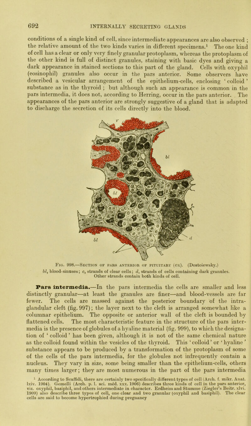 conditions of a single kind of cell, since intermediate appearances are also observed ; the relative amount of the two kinds varies in different specimens. ‘ The one kind of cell has a clear or only very finely granular protoplasm, whereas the protoplasm of the other kind is full of distinct granules, staining with basic dyes and giving a dark appearance in stained sections to this part of the gland. Cells with oxyphil (eosinophil) granules also occur in the pars anterior. Some observers have described a vesicular arrangement of the epithelium-cells, enclosing ‘ colloid ’ substance as in the thyroid ; but although such an appearance is common in the pars intermedia, it does not, according to Herring, occur in the pars anterior. . The appearances of the pars anterior are strongly suggestive of a gland that is adapted to discharge the secretion of its cells directly into the blood. Fig. 998.—Section of pabs antebiok of pituitaky (ox). (Dostoiewsky.) hi, blood-sinuses; c, strands of clear cells; d, strands of cells containing dark granules. Other strands contain both kinds of cell. Pars intermedia.—In the pars intermedia the cells are smaller and less distinctly granular—at least the granules are finer—and blood-vessels are far fewer. The cells are massed against the posterior boundary of the intra- glandular cleft (fig. 997); the layer next to the cleft is arranged somewhat like a columnar epithelium. The opposite or anterior wall of the cleft is bounded by flattened cells. The most characteristic feature in the structure of the pars inter- media is the presence of globules of a hyaline material (fig. 999), to which the designa- tion of ‘ colloid ’ has been given, although it is not of the same chemical nature as the colloid found within the vesicles of the thyroid. This ‘ colloid ’ or ‘ hyaline ’ substance appears to be produced by a transformation of the protoplasm of some of the cells of the pars intermedia, for the globules not infrequently contain a nucleus. They vary in size, some being smaller than the epithelium-cells, others many times larger; they are most numerous in the part of the pars intermedia ^ According to Scaffidi, there are certainly two specifically different types of cell (Arch. f. mikr. Anat. Ixiv. 1904). Gemelli (Arch. p. 1. sci. med. xxx. 190C) describes three kinds of cell in the pars anterior, viz. oxyphil, basiphil, and others intermediate in character. Erdheim and Stumnie (Ziegler’s Beitr. xlvi. 1909) also describe three types of cell, one clear and two granular (oxyphil and basiphil). The clear cells are said to become hypertrophied during pregnancy
