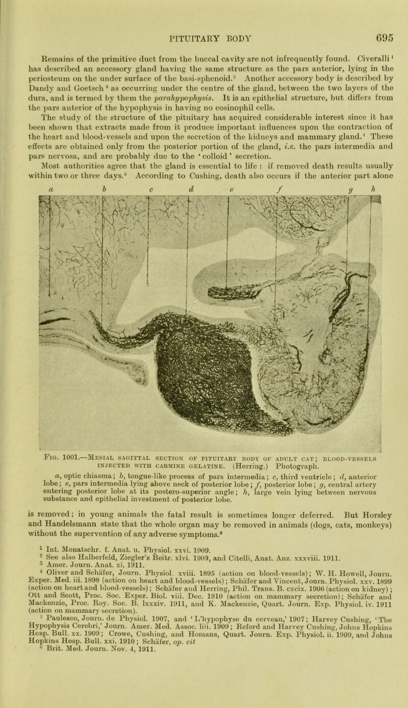 Remains of the primitive duct from the buccal cavity are not infrequently found. Civeralli ‘ has described an accessory gland having the same structure as the pars anterior, lying in the periosteiun on the under surface of the basi-sphenoid.- Another accessory body is described by Dandy and Goetsch^ as occurring under the centre of the gland, between the two layers of the dura, and is termed by them the 'parnliy'pophysis. It is an epithelial structure, but differs from the pars anterior of the hypophysis in having no eosinophil cells. The stud}'^ of the structure of the pituitary has acquired considerable interest since it has been shown that extracts made from it produce important influences upon the contraction of the heart and blood-vessels and upon the secretion of the kidneys and mammary gland. ‘ These effects arc obtained only from the posterior portion of the gland, ^.e. the pars intermedia and pars nervosa, and are probably due to the ‘ colloid ’ secretion. Most authorities agree that the gland is essential to life : if removed death results usually within two or three days.'’ According to Cushing, death also occurs if the anterior part alone a h c d e f U ^ Fig. 1001.—Mesial sagittal section of pituitaey body of adult cat; blood-vessels INJECTED WITH CARMINE GELATINE. (Herring.) Photograph. a, optic chiasma; ft, tongue-like process of pars intermedia; c, third ventricle; (Z, anterior lobe; e, pars intermedia lying above neck of posterior lobe ; /, posterior lobe; g, central artery entering posterior lobe at its postero-superior angle; 7/-, large vein lying between nervous substance and epithelial investment of posterior lobe. is removed; in young animals the fatal result is sometimes longer deferred. But Horsley and Handelsmann state that the whole organ may be removed in animals (dogs, cats, monkeys) without the supervention of any adverse symptoms.® ^ Int. Monatschr. f. Anat. u. Physiol, xxvi. 1909. ' See also Halberfeld, Ziegler’s Beitr. xlvi. 1909, and Citelli, Anat. Anz. xxxviii. 1911. 5 Amer. Journ. Anat. xi. 1911. ^ Oliver and Schafer, Journ. Physiol, xviii. 1895 (action on blood-vessels); W. H. Howell, Journ. Exper. Med. iii. 1898 (action on heart and blood-vessels); Schiifer and Vincent, Journ. Physiol, xxv. 1899 (action on heart and blood-vessels); Schiifer and Herring, Phil. Trans. B. exeix. 190(i (action on kidnej') ; Ott and Scott, Proc. Soc. Exper. Biol. viii. Dec. 1910 (action on mammary secretion); Schafer and Mackenzie, Proc. Roy. Soc. B. Ixxxiv. lilll, and K. Mackenzie, Quart. Journ. Exp. Physiol, iv. 1911 (action on mammary secretion). ' Paulesco, Journ. de Physiol. 1907, and ‘ L’hypophyse du cerveau,’1907 ; Harvey Cushing, ‘The Hypophysis Cereljri,’ Journ. Amer. Med. Assoc, liii. 1909; Reford and Harvey Cushing, Johns Hopkins Hosp. Bull. XX. 1909; Crowe, Cushing, and Homans, Quart. Journ. Exp. Physiol, ii. 1909, and Johns Hopkins Hosp. Bull. xxi. 1910 ; Schafer, cit Brit. Med. Journ. Nov. 4, 1911.