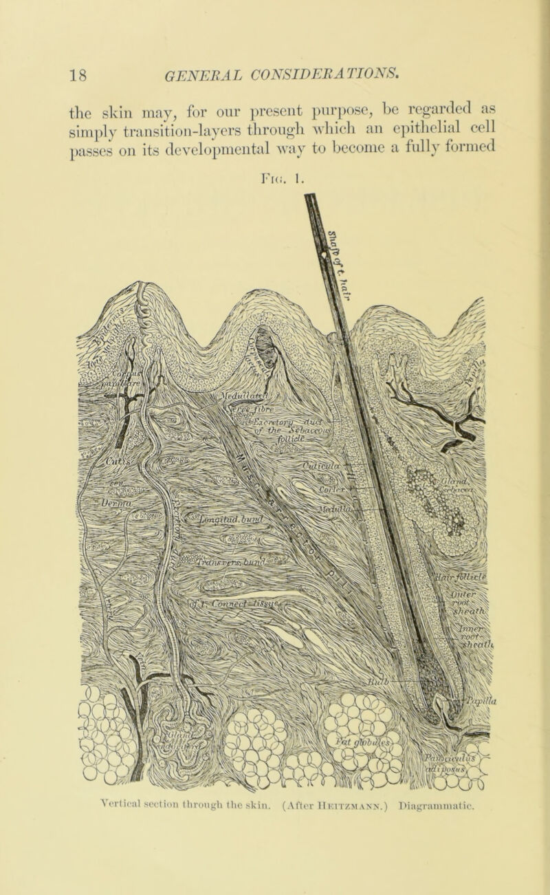 the skin may, for our present purpose, be regarded as simply transition-layers through which an epithelial cell passes on its developmental way to become a fully formed Fits. 1. Vertical section through the skin. (After IIkitzmann.) Diagrammatic.