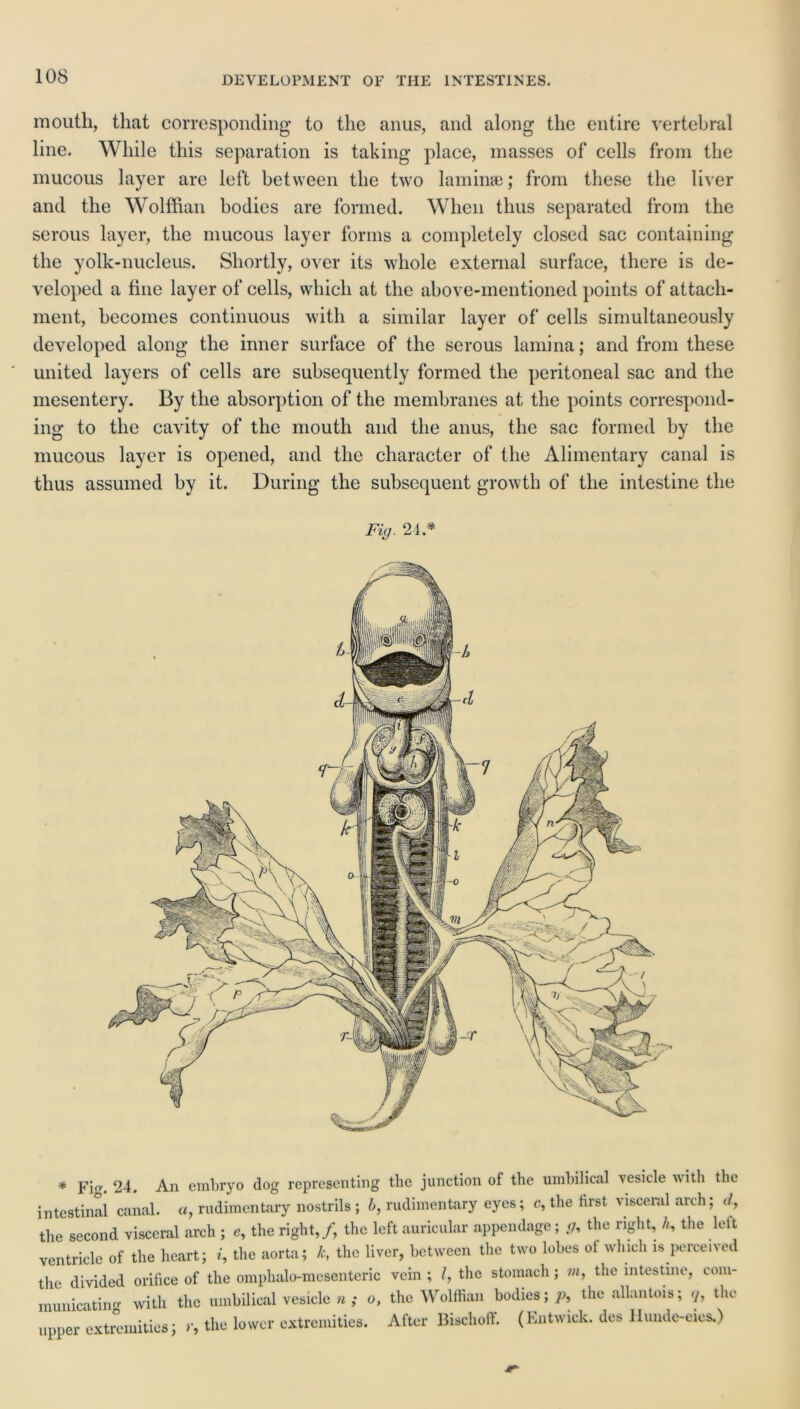 DEVELOPMENT OF THE INTESTINES. moutli, that corresponding to the anus, and along the entire vertebral line. While this separation is taking place, masses of cells from the mucous layer are left between the two laminae; from these the liver and the Wolffian bodies are formed. When thus separated from the serous layer, the mucous layer forms a completely closed sac containing the yolk-nucleus. Shortly, over its whole external surface, there is de- veloped a fine layer of cells, which at the above-mentioned points of attach- ment, becomes continuous with a similar layer of cells simultaneously developed along the inner surface of the serous lamina; and from these united layers of cells are subsequently formed the peritoneal sac and the mesentery. By the absorption of the membranes at the points correspond- % ing to the cavity of the mouth and the anus, the sac formed by the mucous layer is opened, and the character of the Alimentary canal is thus assumed by it. During the subsequent growth of the intestine the Fig. 24 * # Fig. 24. An embryo dog representing the junction of the umbilical vesicle with the intestinal canal, a, rudimentary nostrils ; b, rudimentary eyes; c, the first visceral arch; </, the second visceral arch ; c, the right,/, the left auricular appendage; g, the right, h, the leit ventricle of the heart; *, the aorta; k, the liver, between the two lobes ot which is perceived the divided orifice of the omphalo-mesenteric vein ; /, the stomach ; m, the intestine, com- municating with the umbilical vesicle n ; o, the Wolffian bodies;;), the allantois; 7, the upper extremities; r, the lower extremities. After Bischoff. (Entwick. des llunde-eies.)