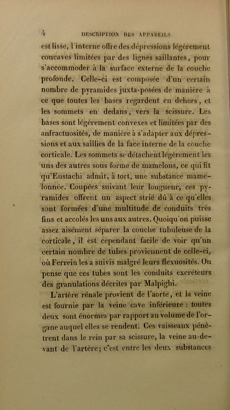 DKSCRIPTlüK DLS A1’1‘AItiilLS est lisse, rintcrne olTredes dépressions légèrement concaves limitées par des lignes saillantes, pour s’accommoder à la surface externe de la couche profonde. Celle-ci est composée d’un certain nombre de pyramides juxta^posées de manière à ce que toutes les bases regardent en dehors, et les sommets en dedans, vers la scissure. Les bases sont légèrement convexes et limitées par des anfractuosités, de manière à s’adapter aux dépres- sions et aux saillies de la face interne delà couche corticale. Les sommets se détachent légèrement les uns des autres sous forme de mamelons, ce qui fit qu’Eustacbi admit, à tort, une substance mame- lonnée. Coupées suivant leur longueur, ces py- ramides offrent un aspect strié dû à ce qu’elles sont formées d’une multitude dé conduits très fins et accolés les uns aux autres. Quoiqu’on puisse assez aisément séparer la couche tubuleuse de la corticale, il est cependant facile de voir qu’un certain nombre de tubes proviennent de celle-ci, oûFerrein les a suivis malgré leurs flexuosités. On pense que ces tubes sont les conduits excréteurs des granulations décrites par Malpighi. L’artère rénale provient de l’aorte, et la veine est fournie par la veine cave inférieure : toutes deux sont énormes par rapport au volume de l’or- gane auquel elles se rendent. Ces vaisseaux péné- trent dans le rein par. sa scissure, la veine au-de- vant de l’artère J c’est entre les deu.\ substanees