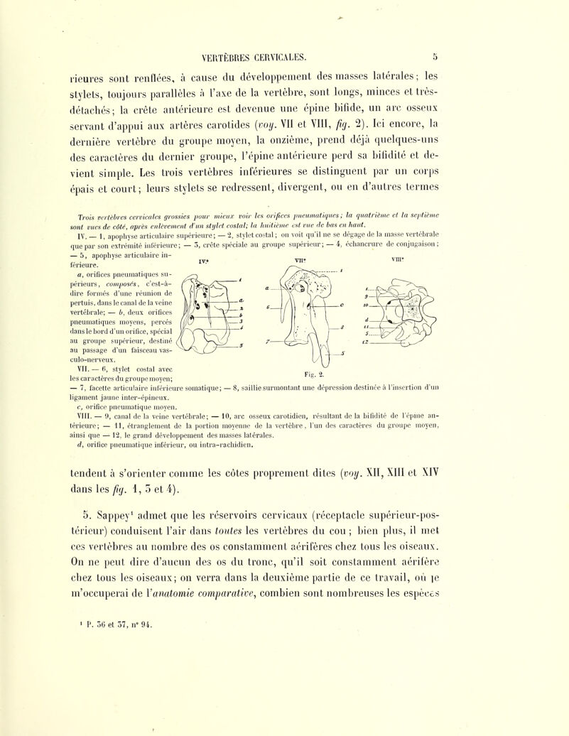 rieures sont renflées, à cause du développement des masses latérales; les stylets, toujours parallèles ;i l'axe de la vertèbre, sont longs, minces et très- détachés ; la crête antérieure est devenue une épine bifide, un arc osseux servant d'appui aux artères carotides [voy. Vil et VIll, fig. 2). Ici encore, la dernière vertèbre du groupe moyen, la onzième, prend déjà quelques-uns des caractères du dernier groupe, l'épine antérieure perd sa bilidité et de- vient simple. Les trois vertèbres inférieures se distinguent par un corps épais et court; leurs stylets se redressent, divergent, ou en d'autres termes Trois vertèbres cervicales grossies pour mieux voir les orifices pneumatiques ; la quatrième cl la scptièine sont vues de côté, après enlèvement cVun stylet costal; la huitième est vue de bas en haut. IV. — I, apophyse articulaire supérieure ; — 2, stylet costal ; on voit qu'il ne se dégayc de la masse vertébrale que par son extrémité inférieure; — 3, crête spéciale au groupe supérieur; — 4, échancrure de conjugaison; VII. — 6, stylet costal avec les caractères du groupe moyen; — 7, facette articulaire inférieure somatique; — 8, saillie surmontant une dépression destinée à l'insertion d'un ligament jaune inter-épineux. c, orifice pneumatique moyen. VIII. — 0, canal de la veine vertébrale; — 10, arc osseux carotidien, résultant de la bifidité de l'épine an- térieure; — 11, étranglement de la portion moyenne de la vertèbre, l'un des caractères du groupe moyen, ainsi que —12, le grand développement des masses latérales. d, orifice pneumatique inférieur, ou intra-rachidien. tendent à s'orienter comme les côtes proprement dites [voy. XII, XIII et XIV dans les 1, o et 4). 5. Sappey' admet que les réservoirs cervicaux (réceptacle supérieur-pos- térieur) conduisent l'air dans toutes les vertèbres du cou ; bien plus, il met ces vertèbres au nombre des os constamment aérifères chez tous les oiseaux. On ne peut dire d'aucun des os du tronc, qu'il soit constamment aérifère chez tous les oiseaux; on verra dans la deuxième partie de ce travail, où ]c m'occuperai de Vanatomie comparative, combien sont nombreuses les espèces ' P. ÔG et 57, II 94. ' .... ... — 5, apophyse articulaire in- férieure. r